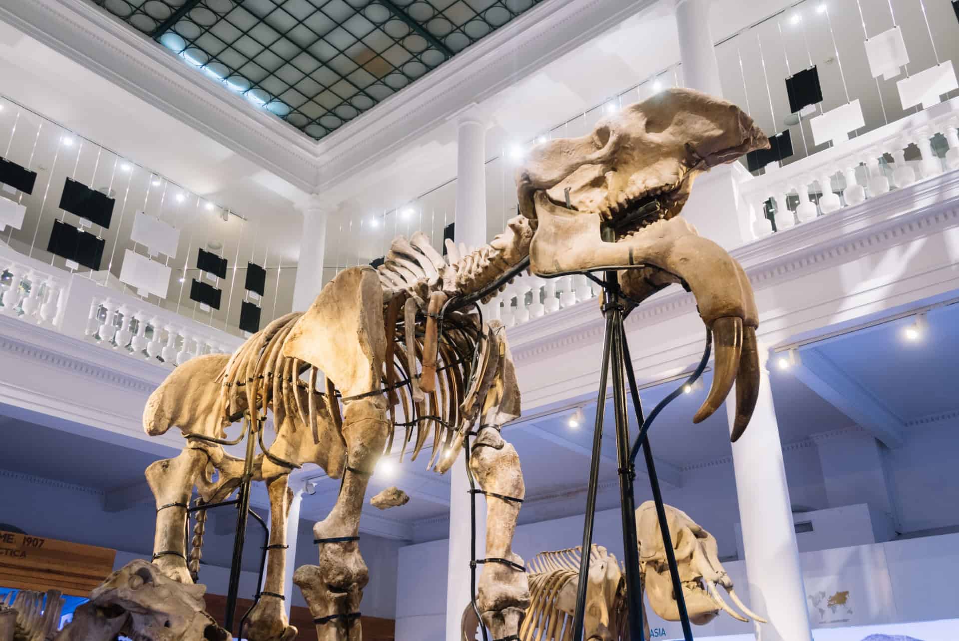 musee histoire naturel bucarest