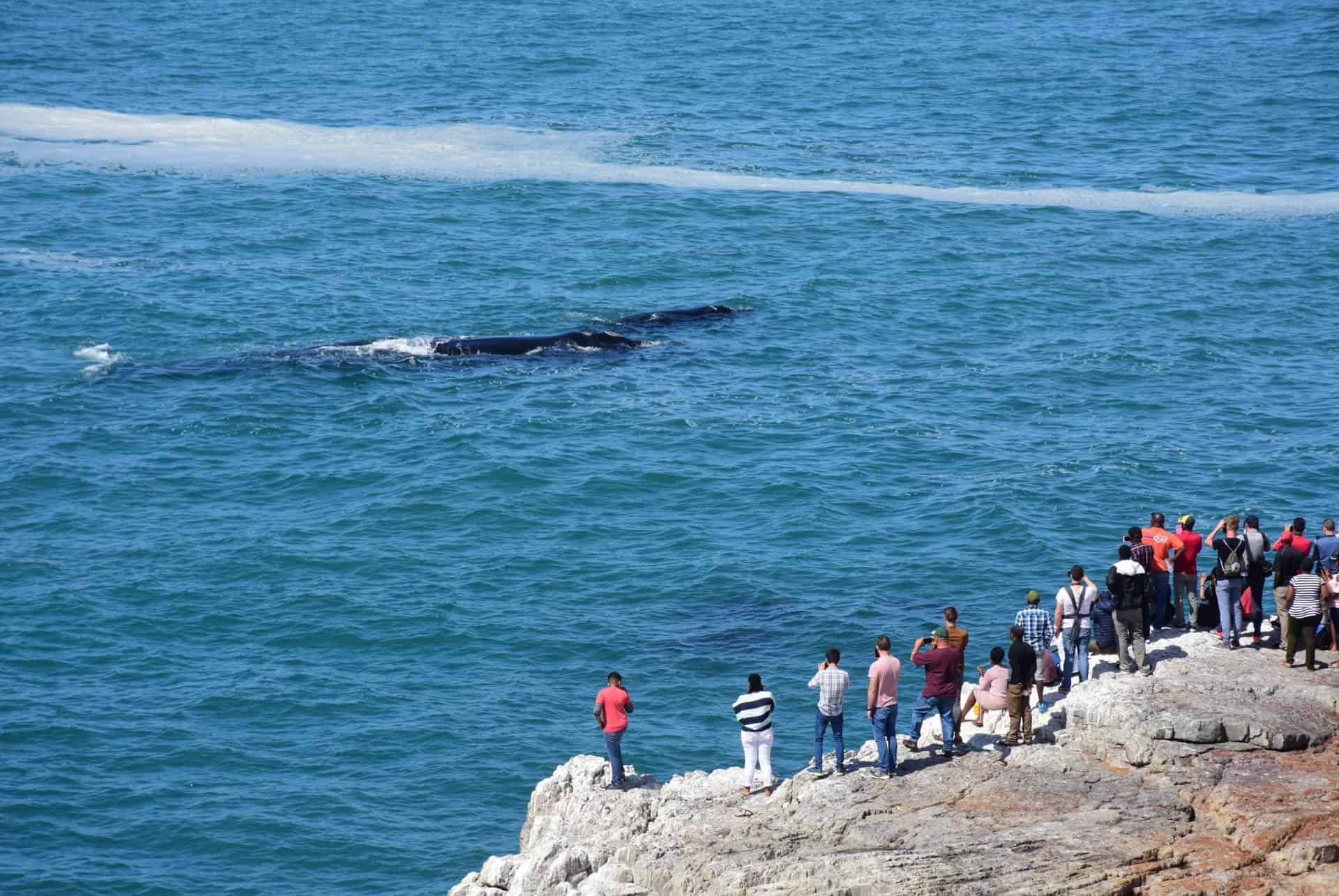observation des baleines hermanus