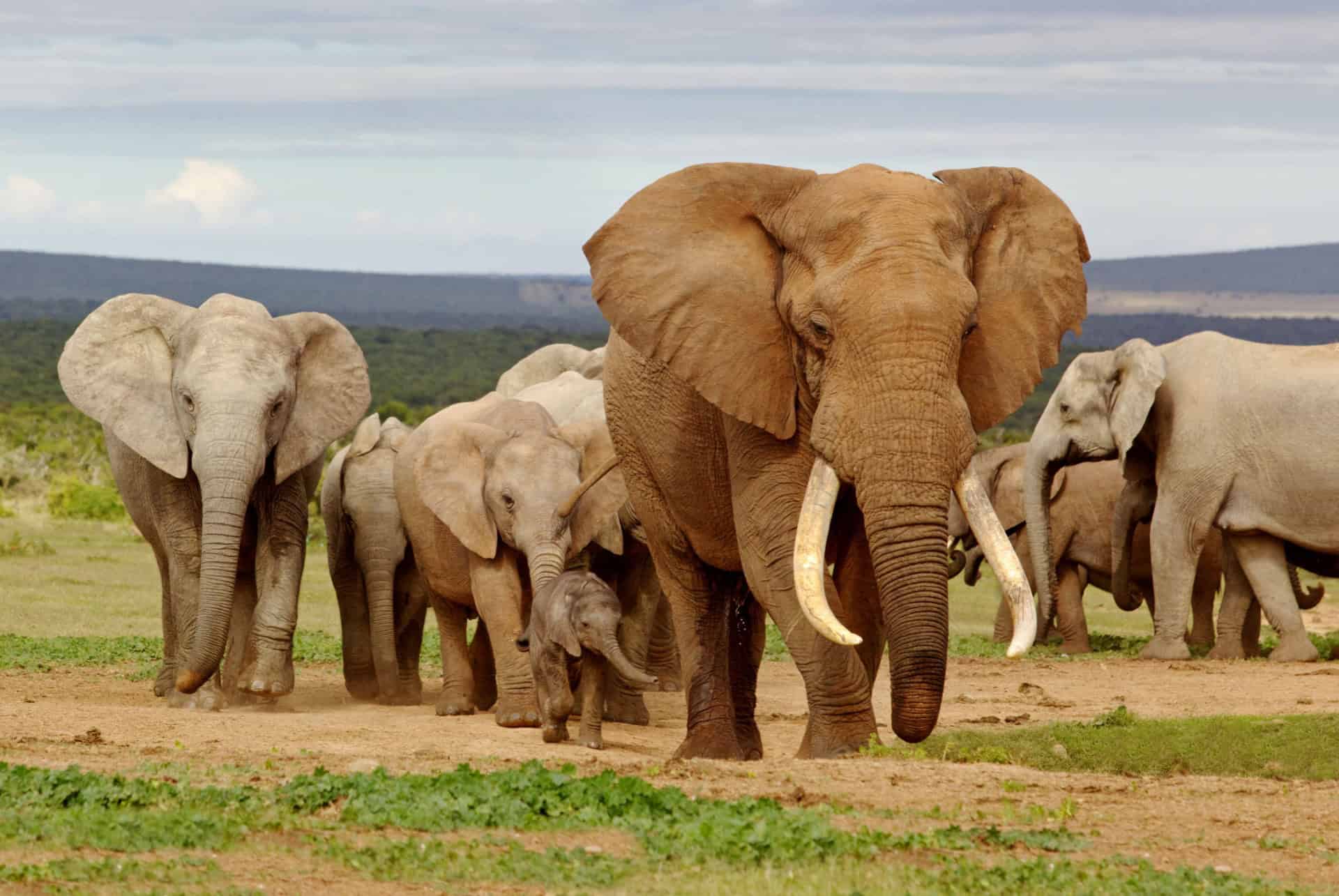 parc elephants addo