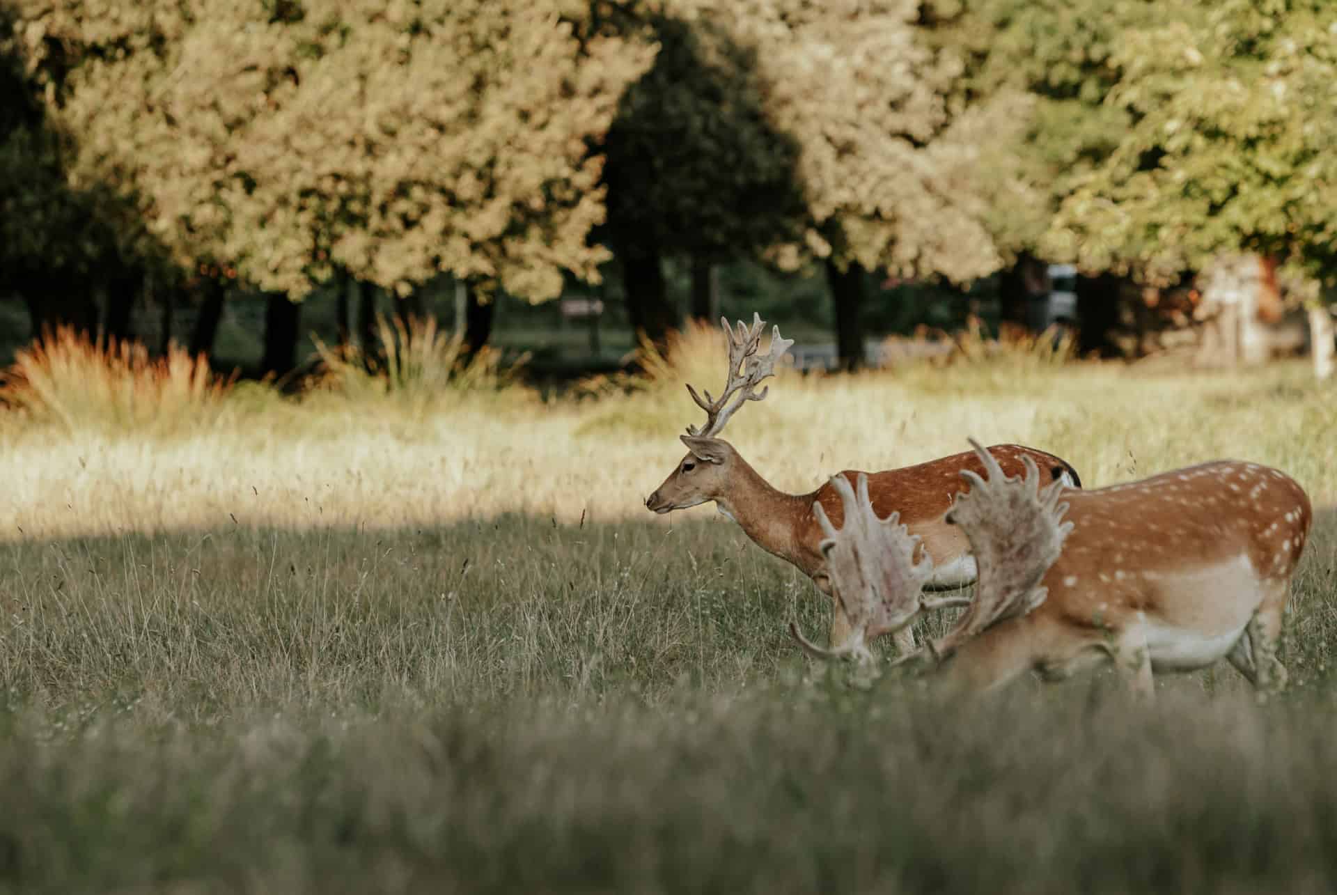 parc naturel migliarino san rossore massaciuccoli