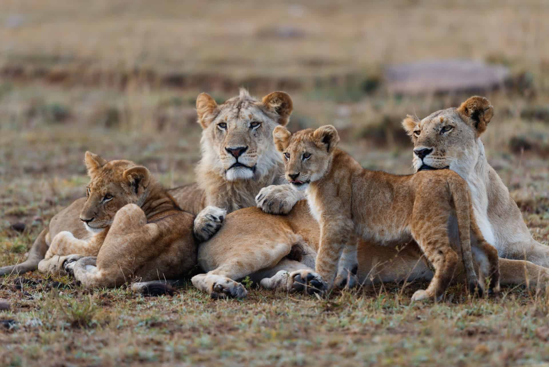 safari quatre jours