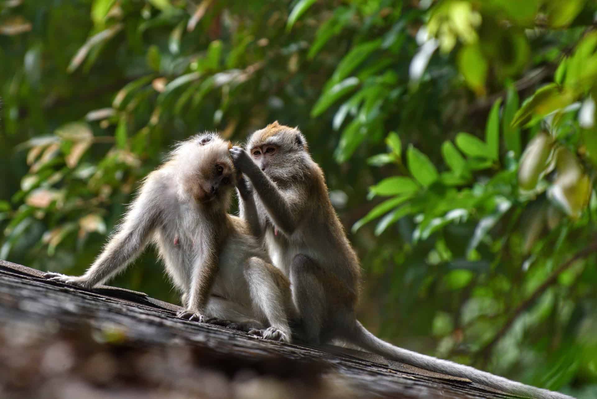 singes singapour