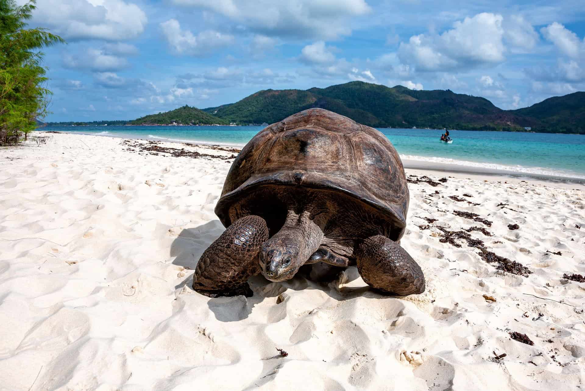 tortue ile curieuse