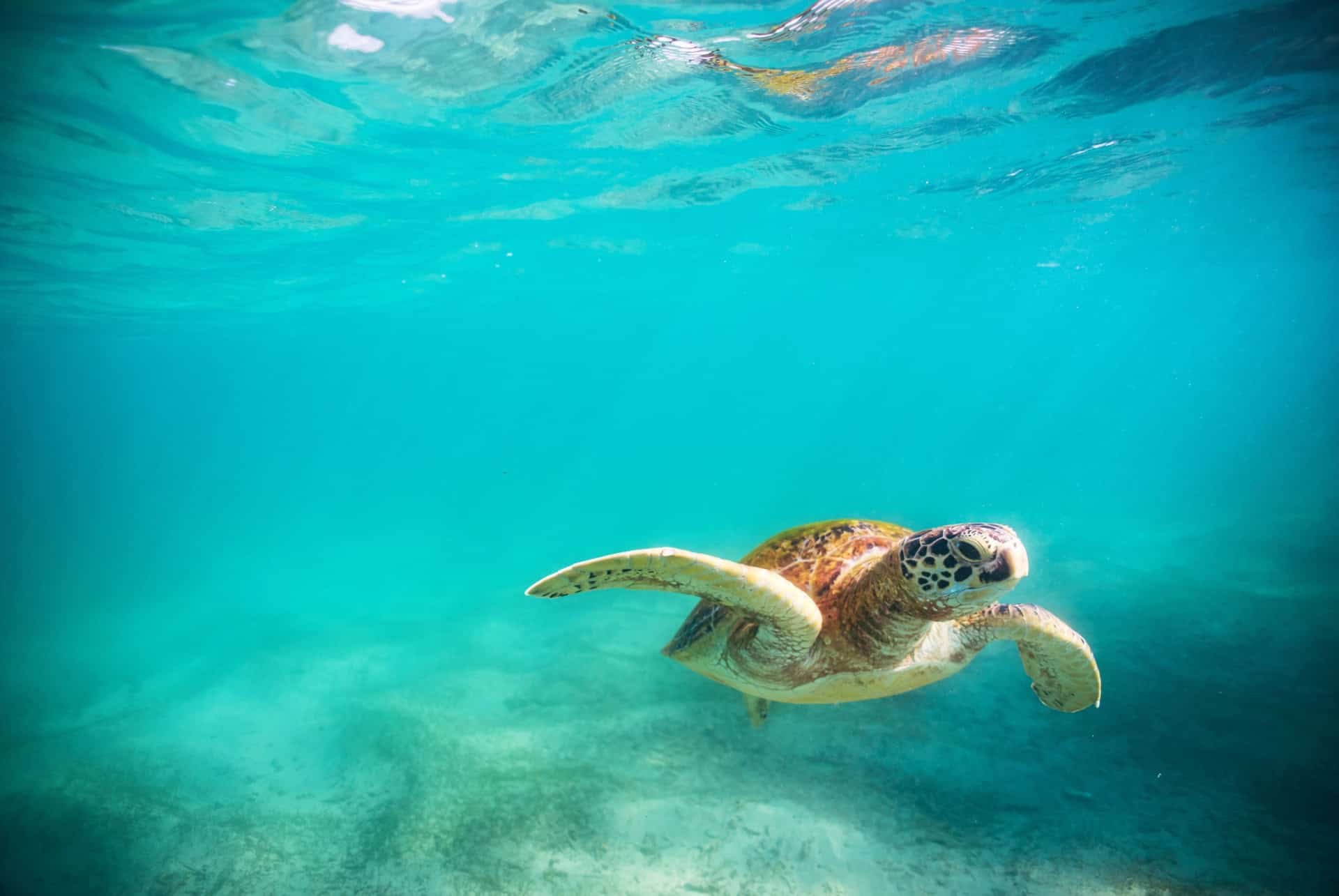 tortue marine sri lanka