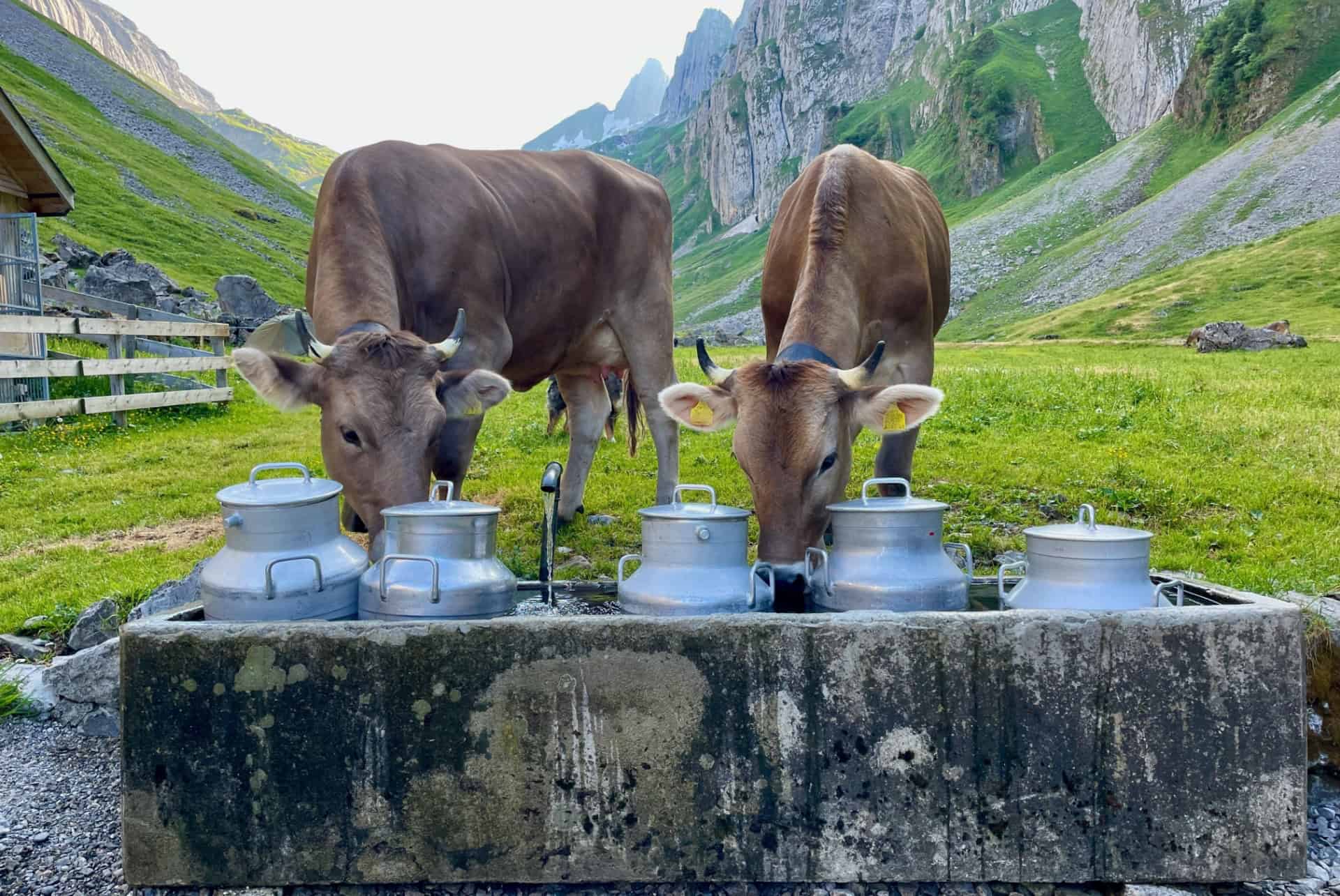 alpage en suisse