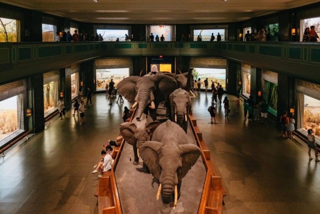 musee americain histoire naturelle
