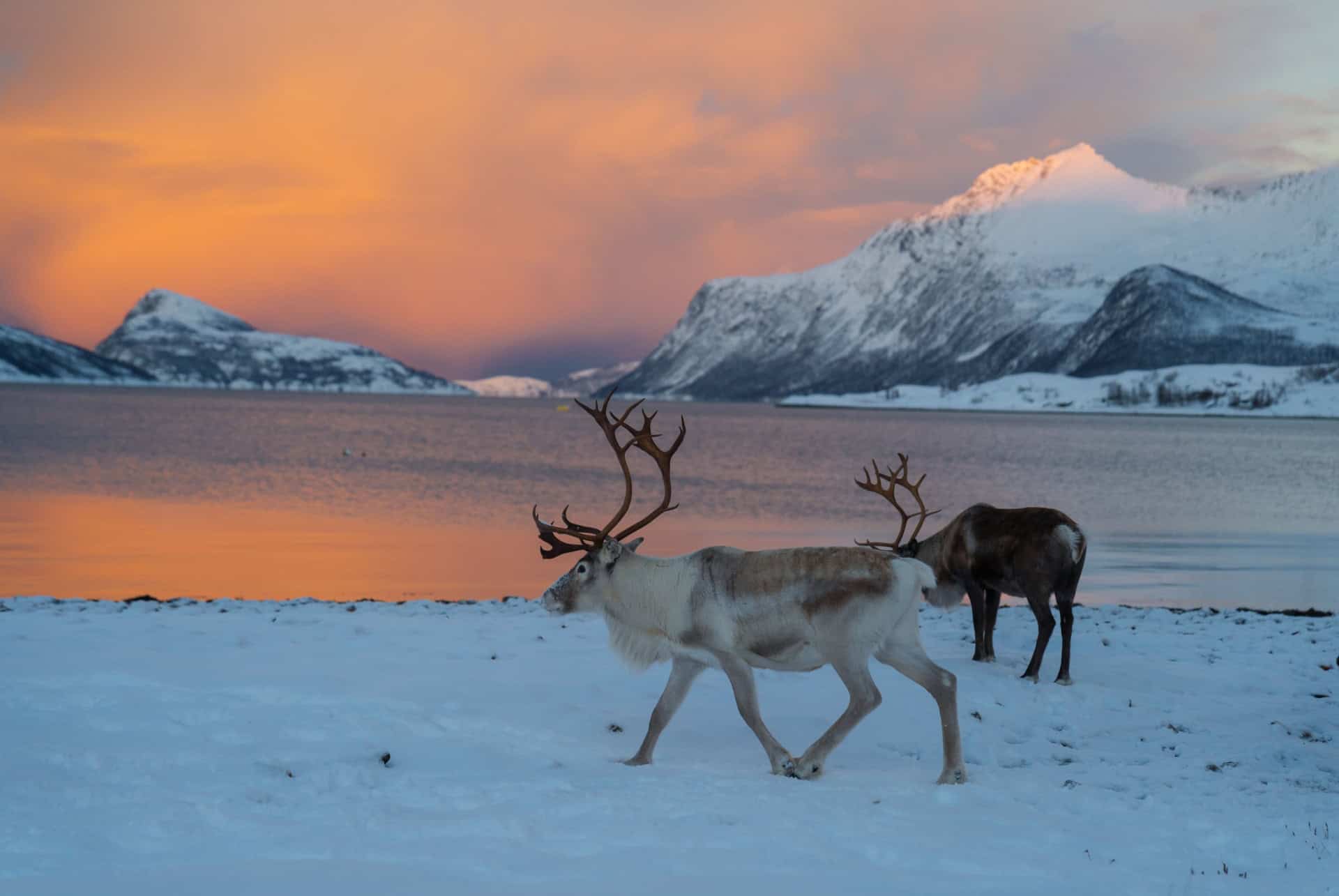 norvege en hiver