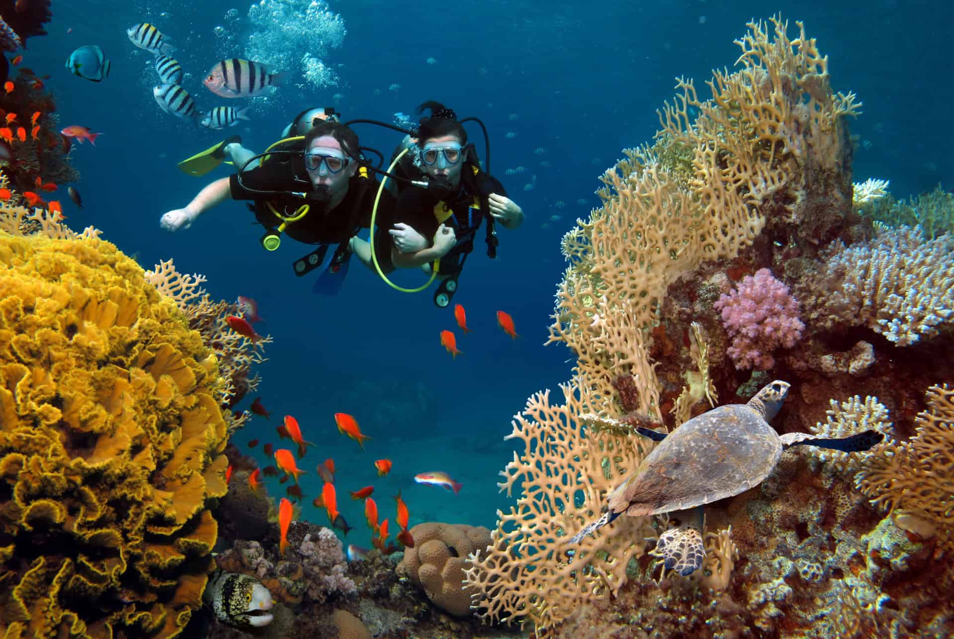 plongee maldives