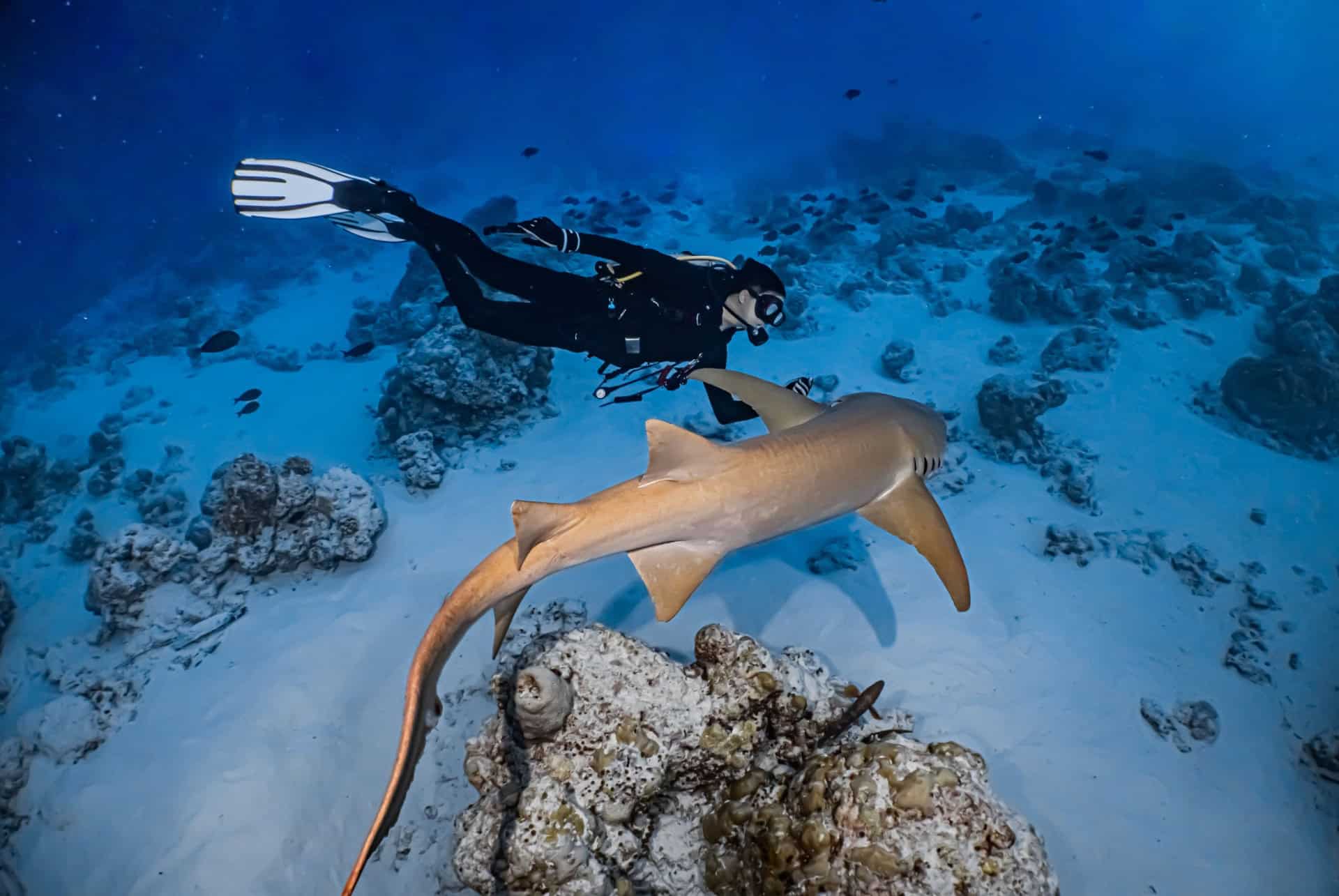 nage requins