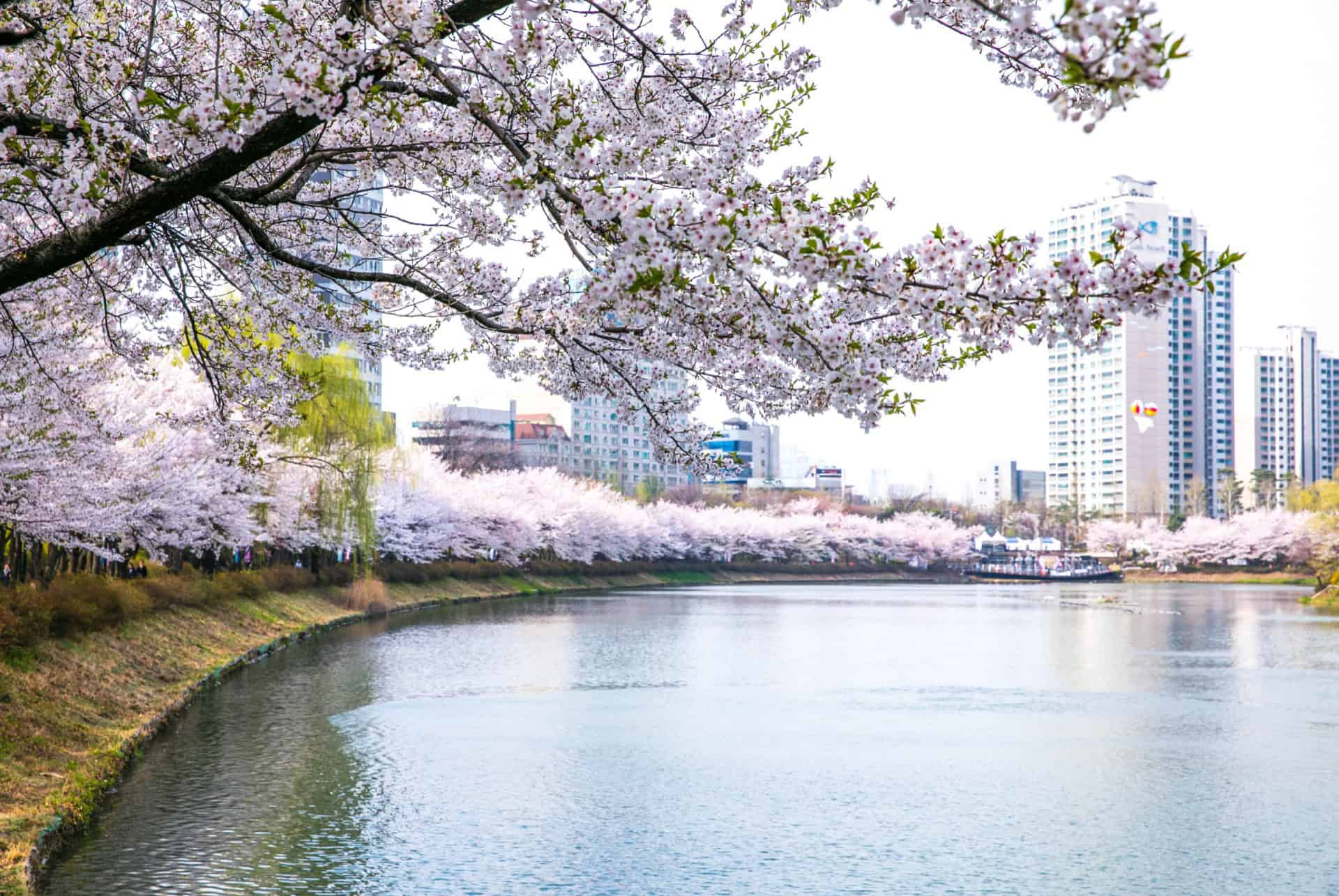 rives fleuries du lac seokchon au printemps