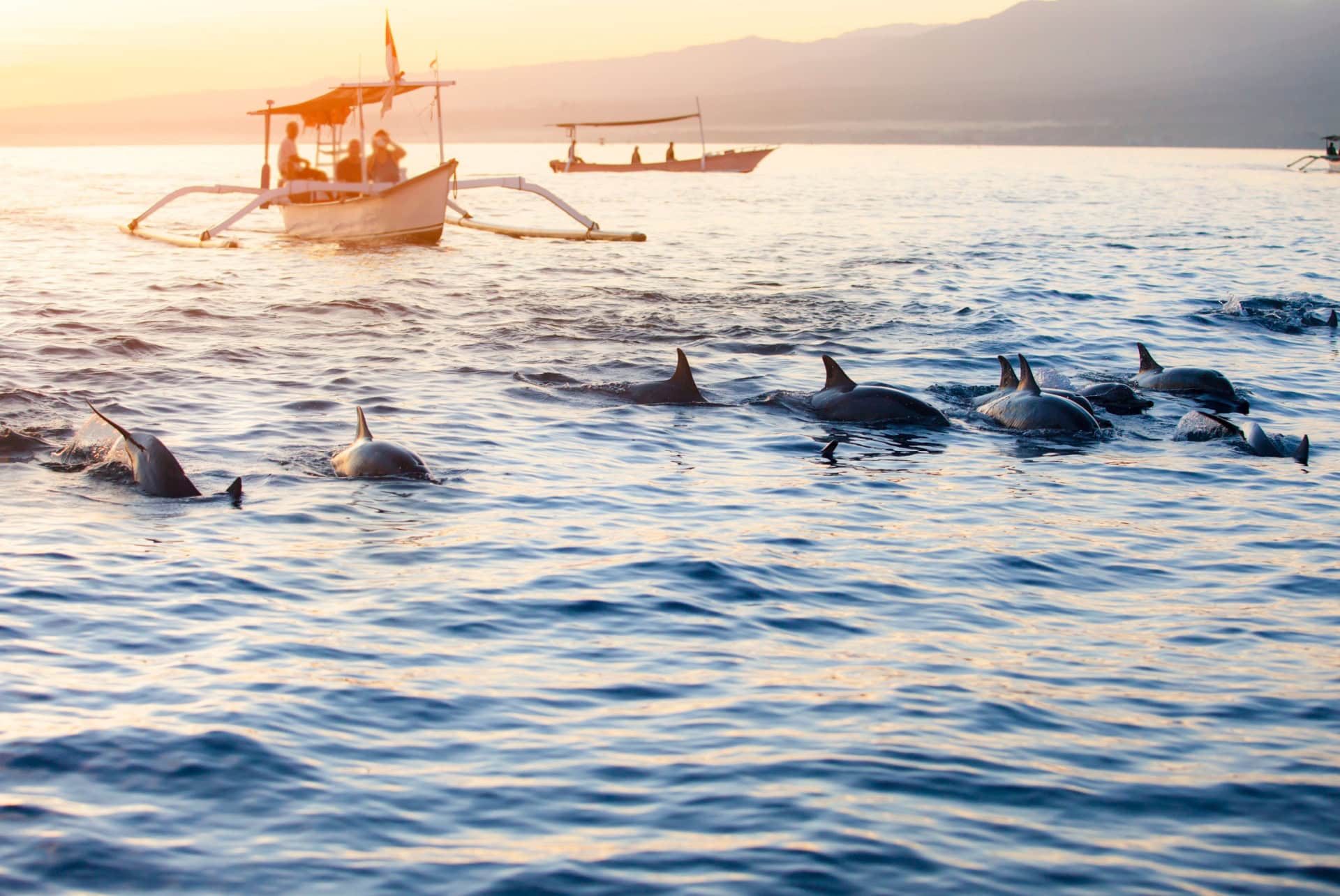 dauphins plage de lovina