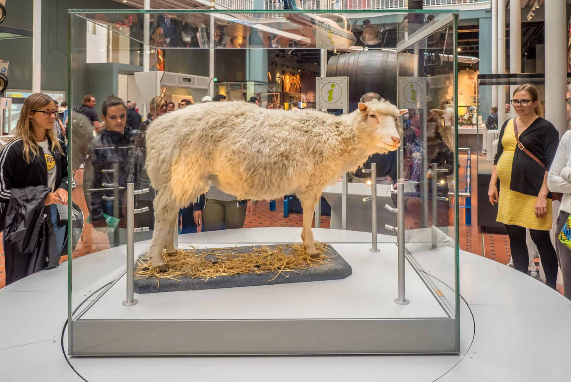 dolly que faire à edimbourg