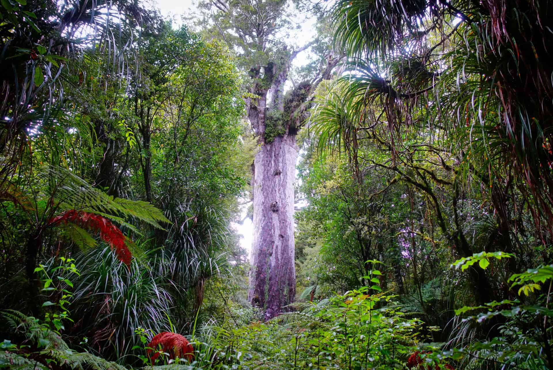 foret de waipoua