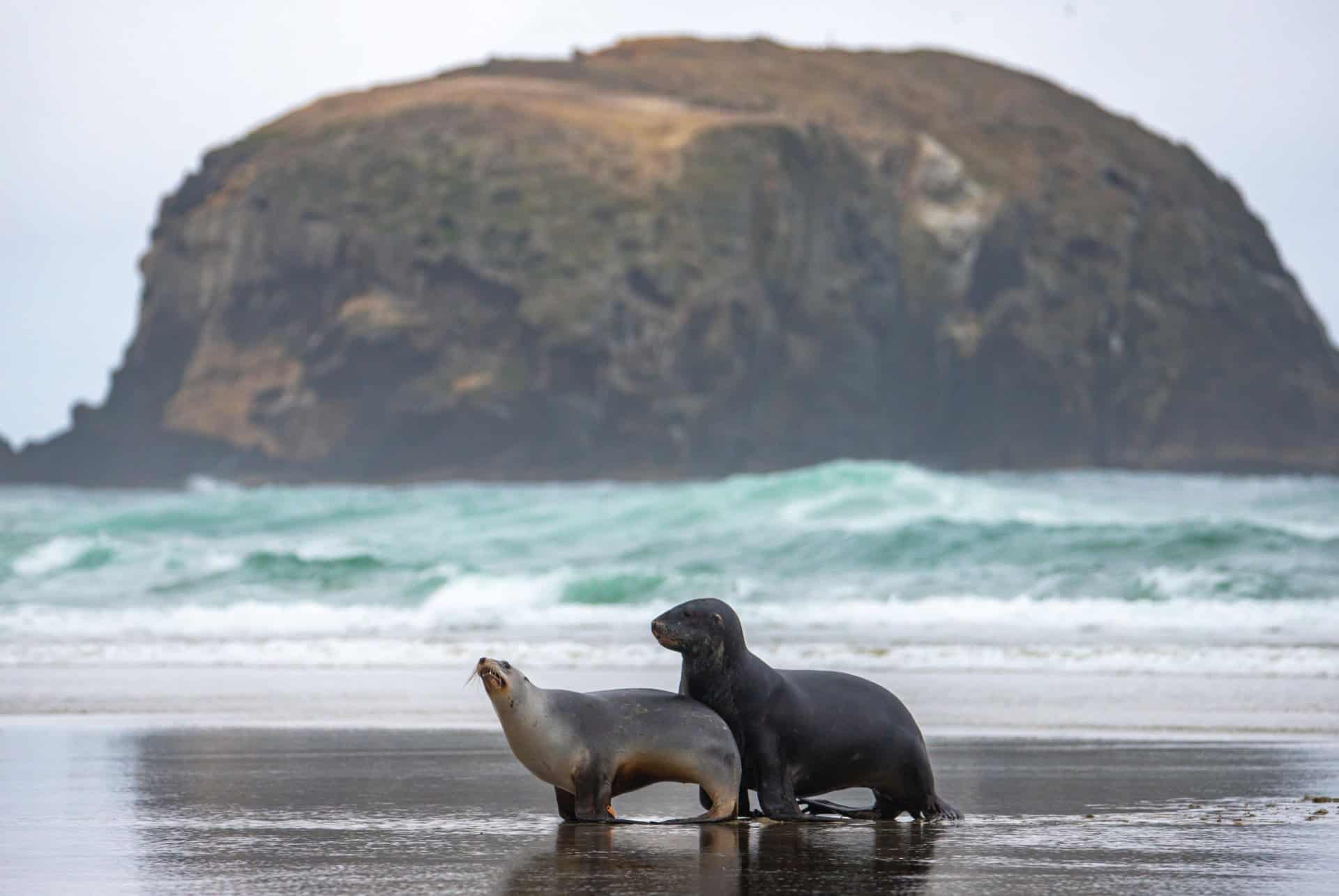 lions de mer peninsule otago nouvelle zelande
