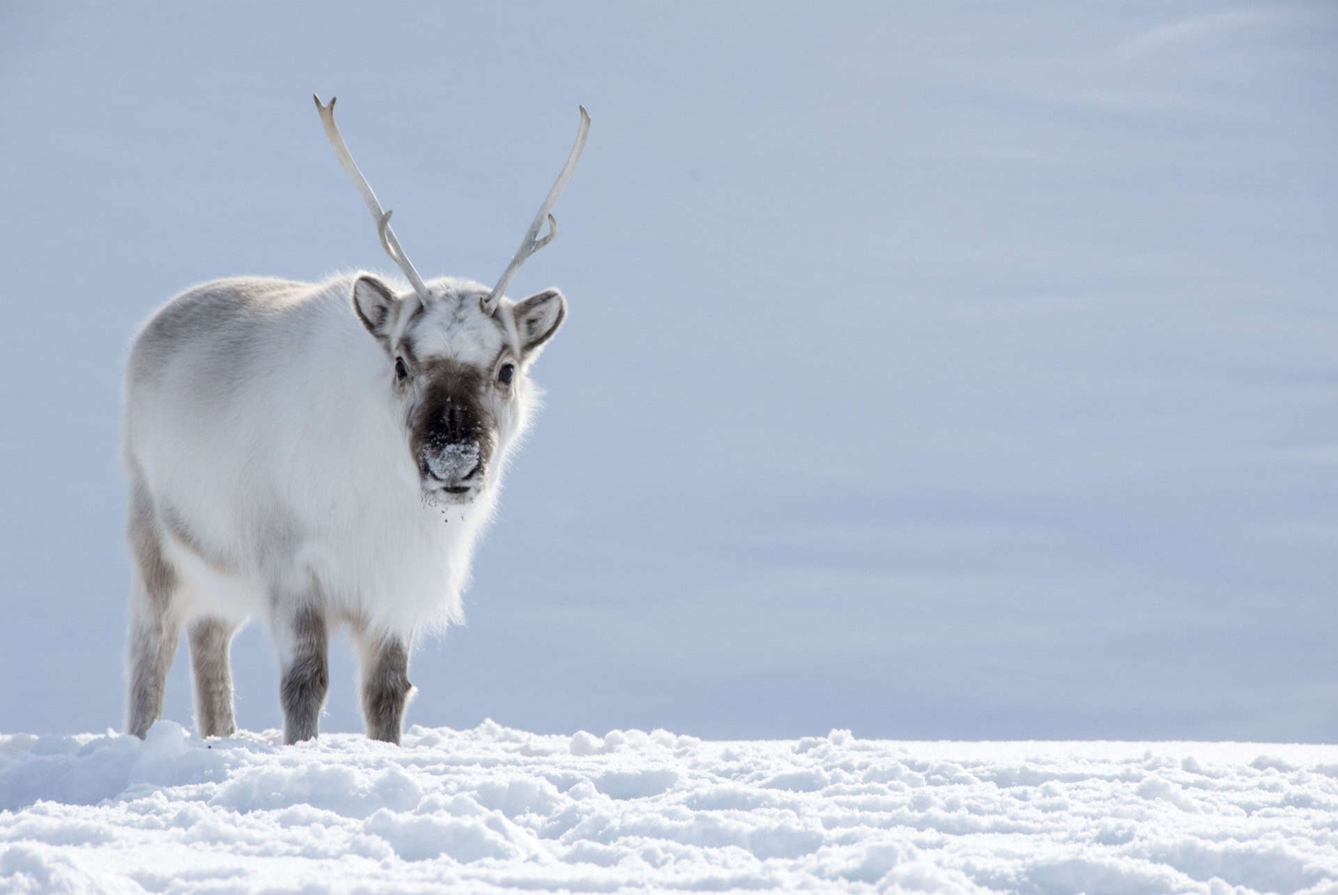 renne de svalbard