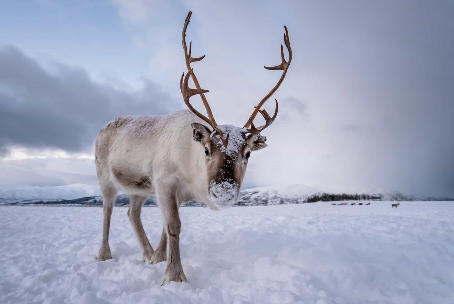renne de tromso en norvege
