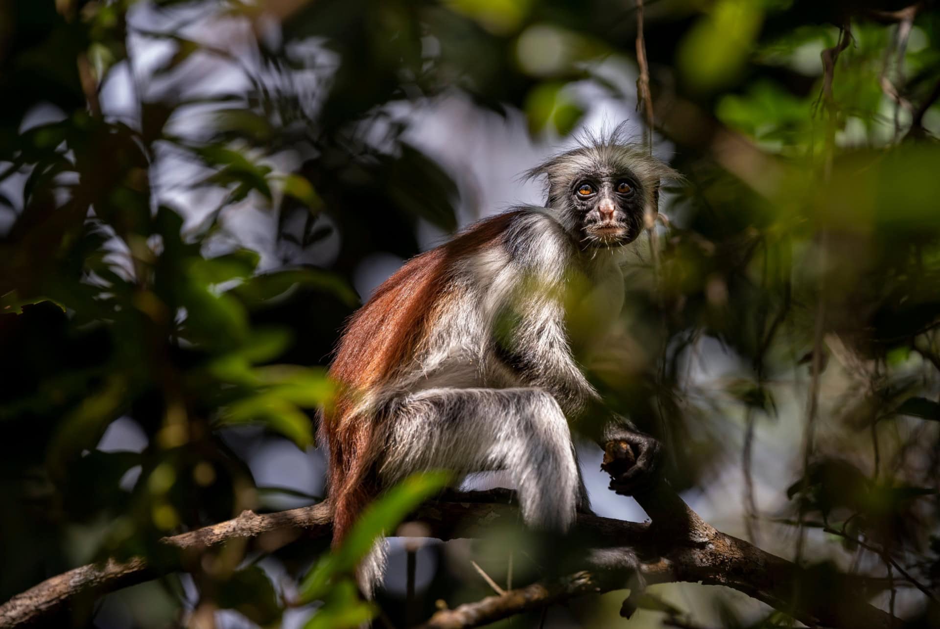 singe colobe rouge