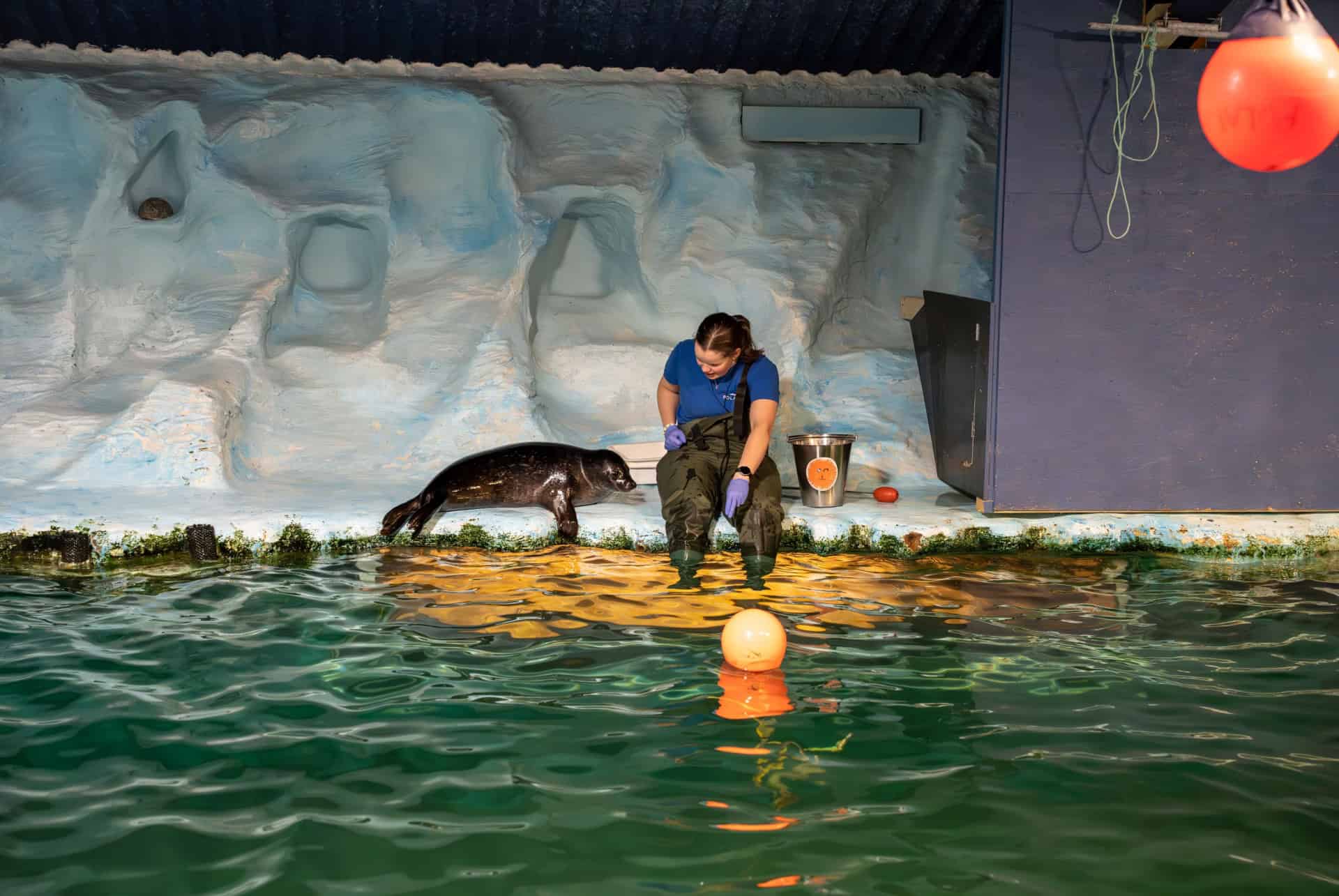 spectacle otarie aquarium polaria tromso