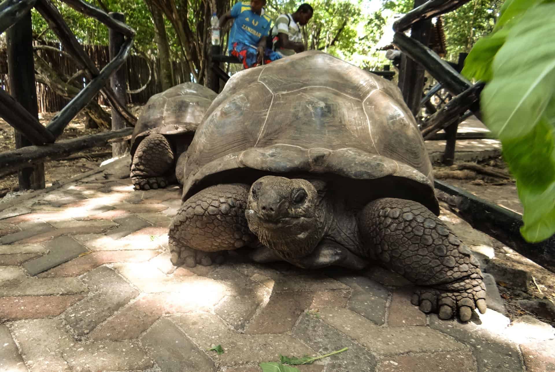 tortues prison island zanzibar en mai