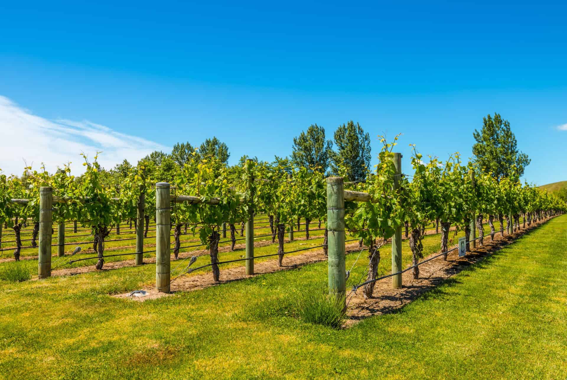 vignoble napier nouvelle zelande