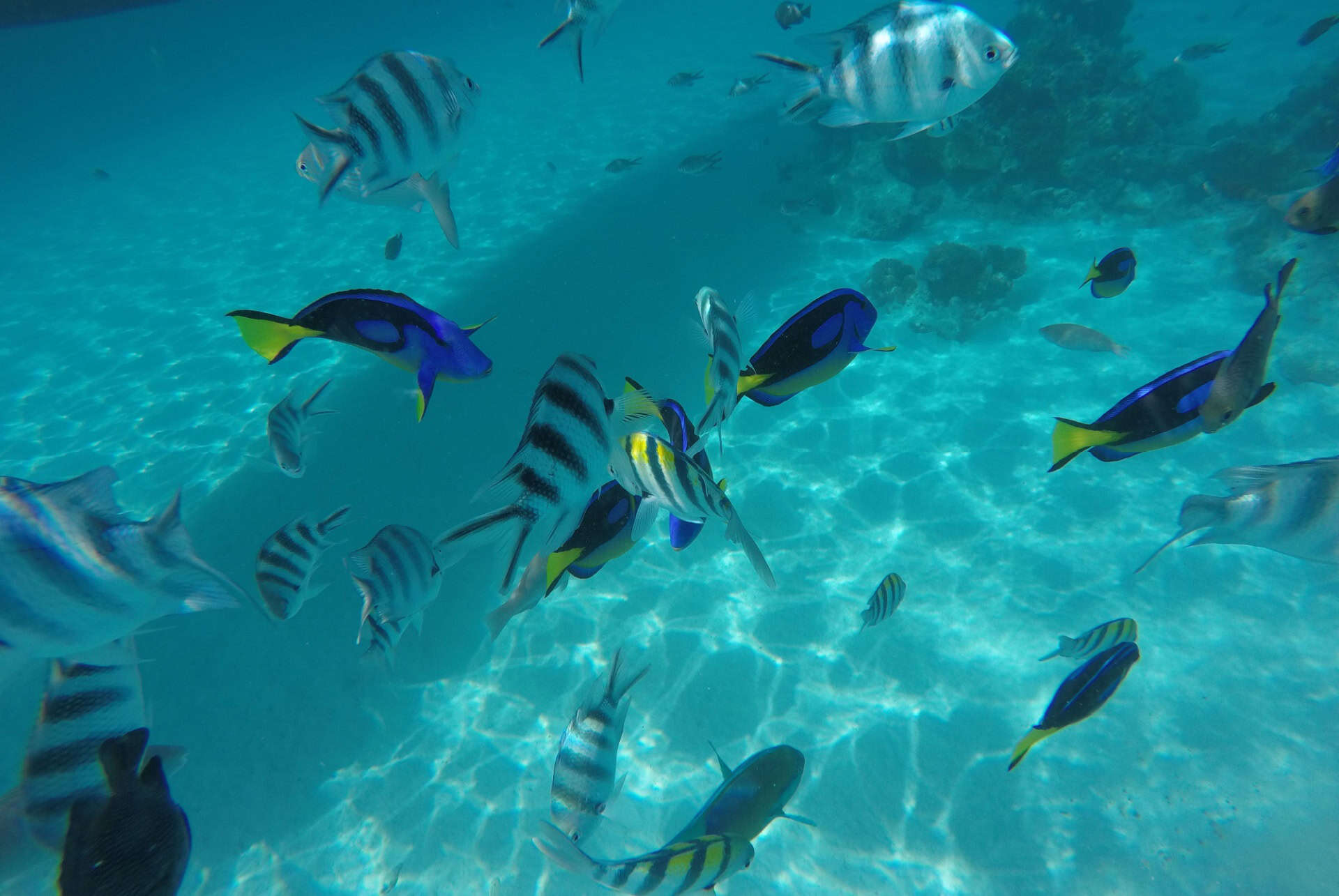 zanzibar en mai snorkeling