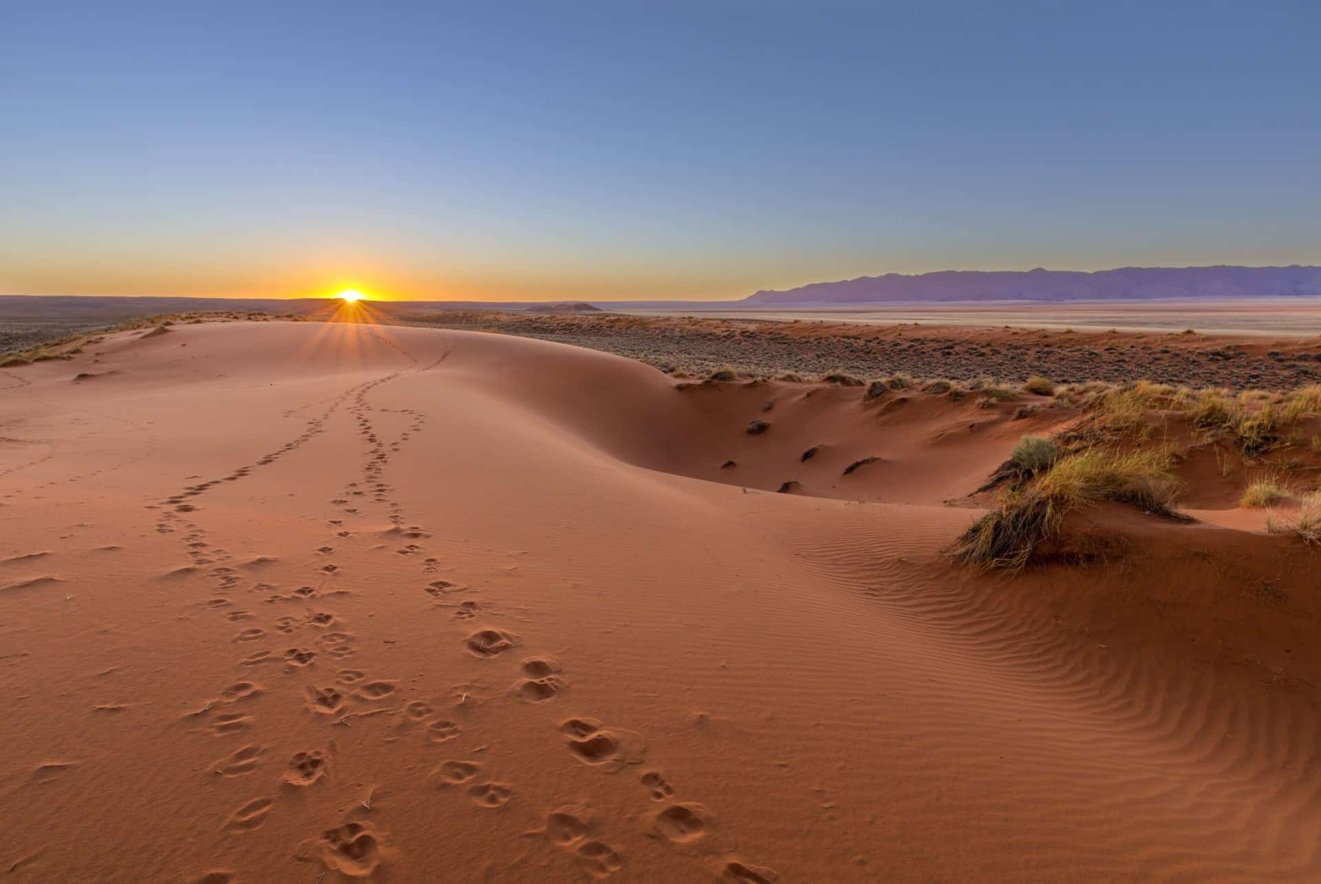 kalahari namibie