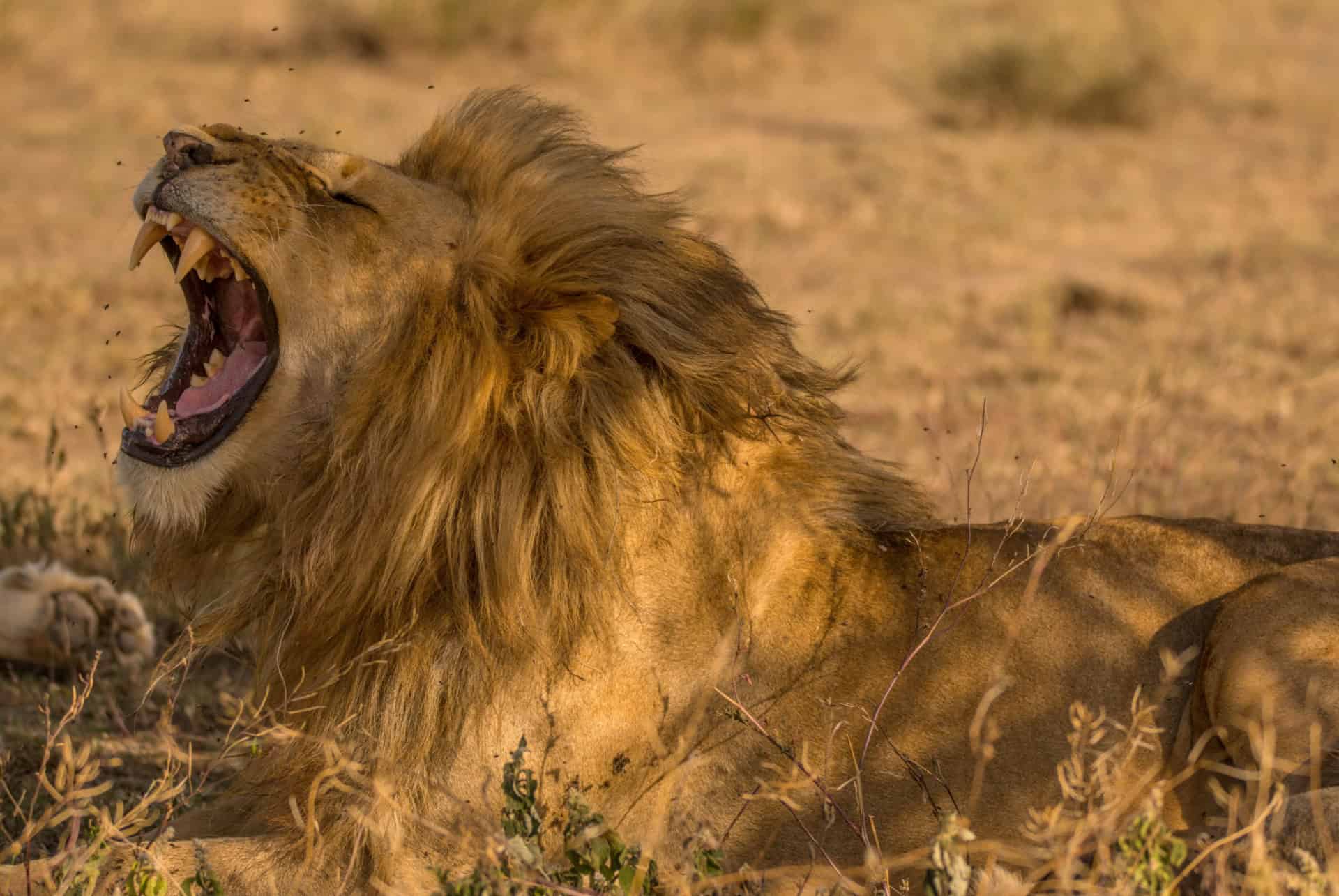 lion parc national katavi tanzanie