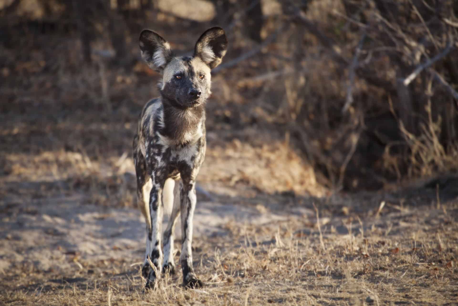 lycaon namibie
