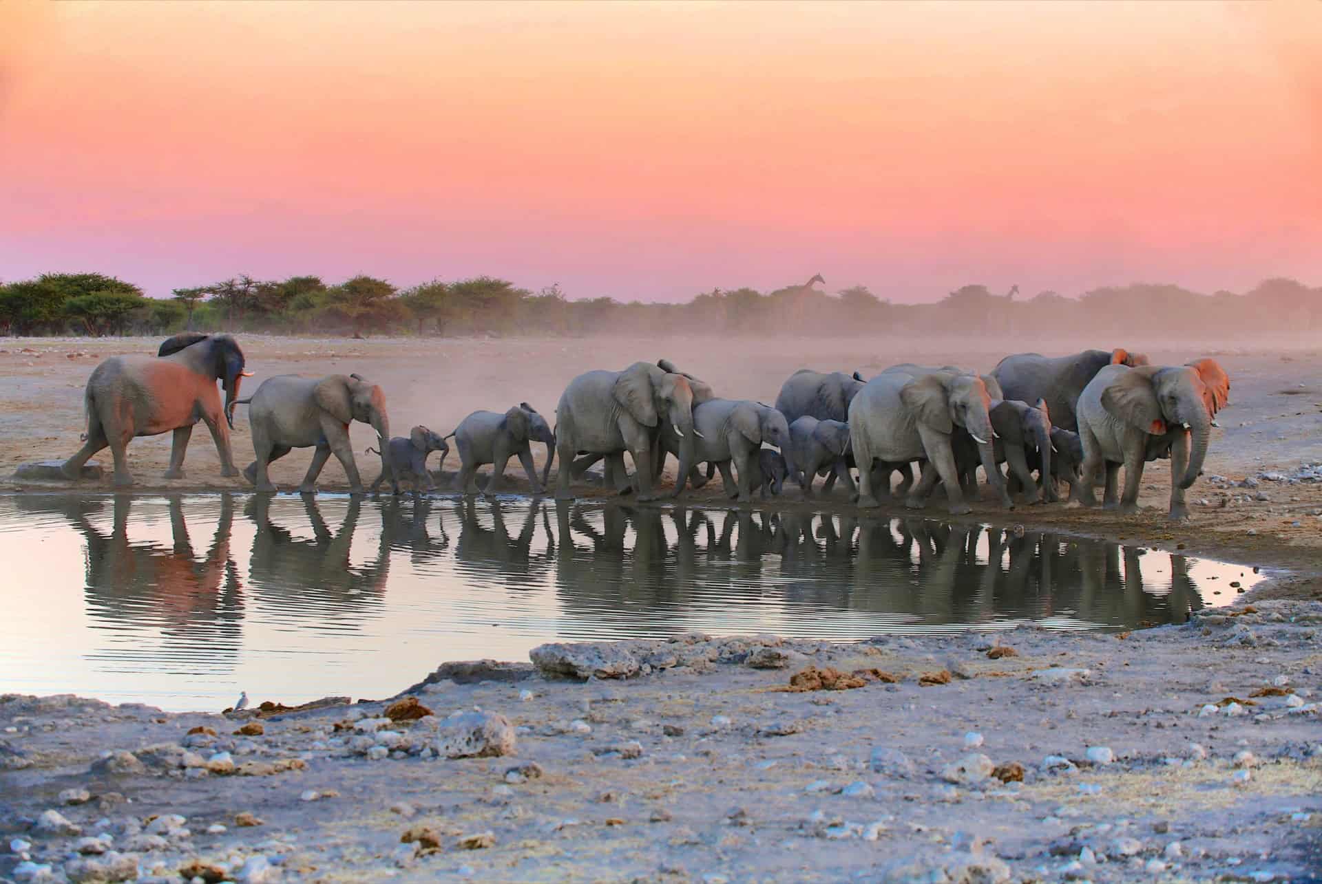 parc etosha safari namibie