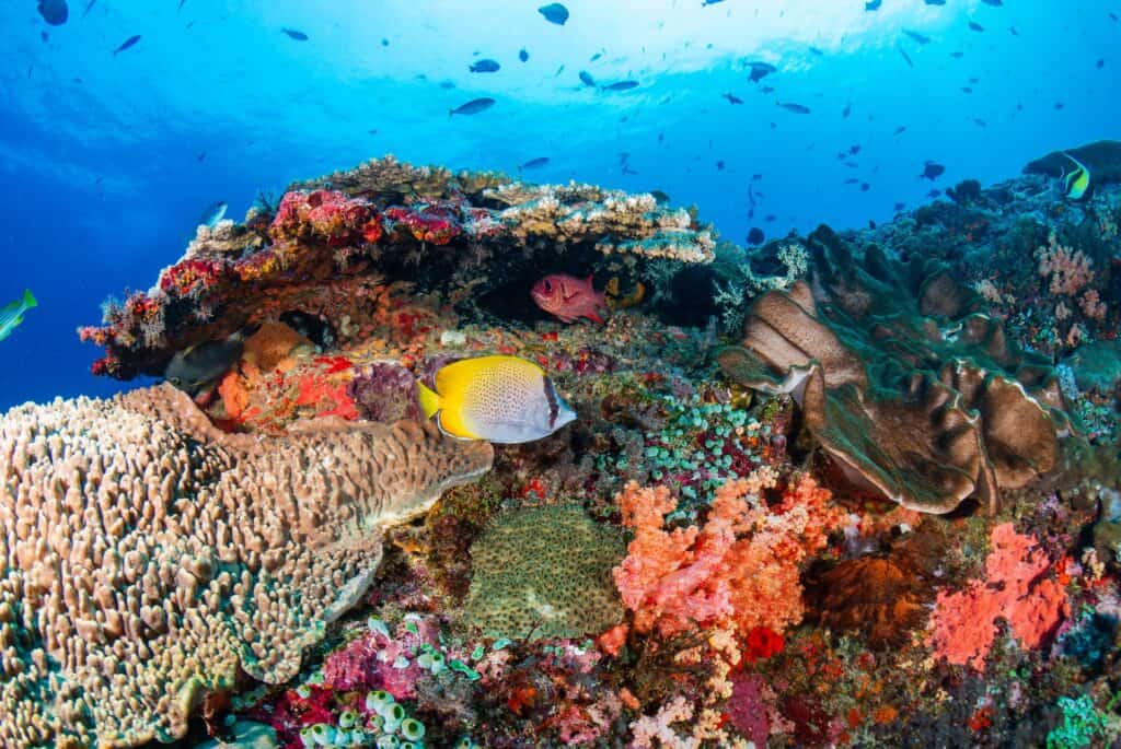 plongee nusa penida