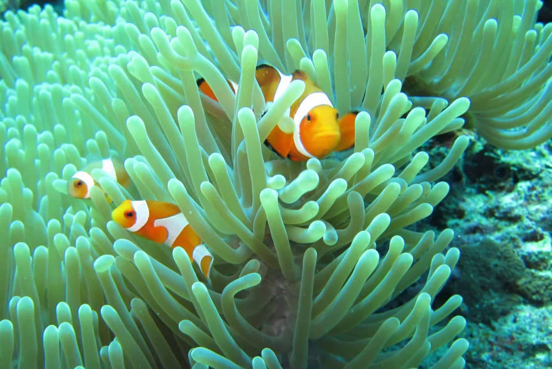 coral garden