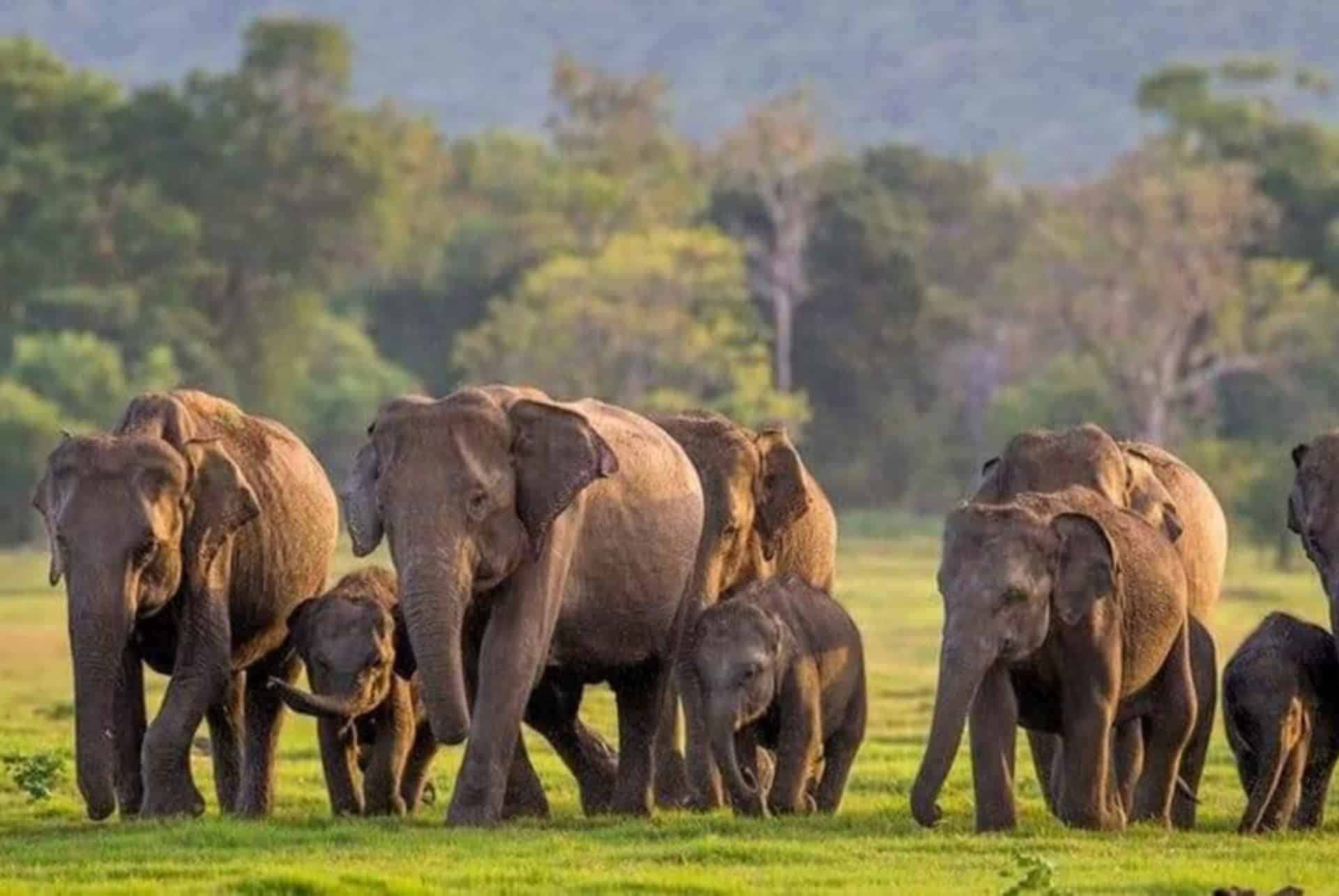 elephants au sri lanka