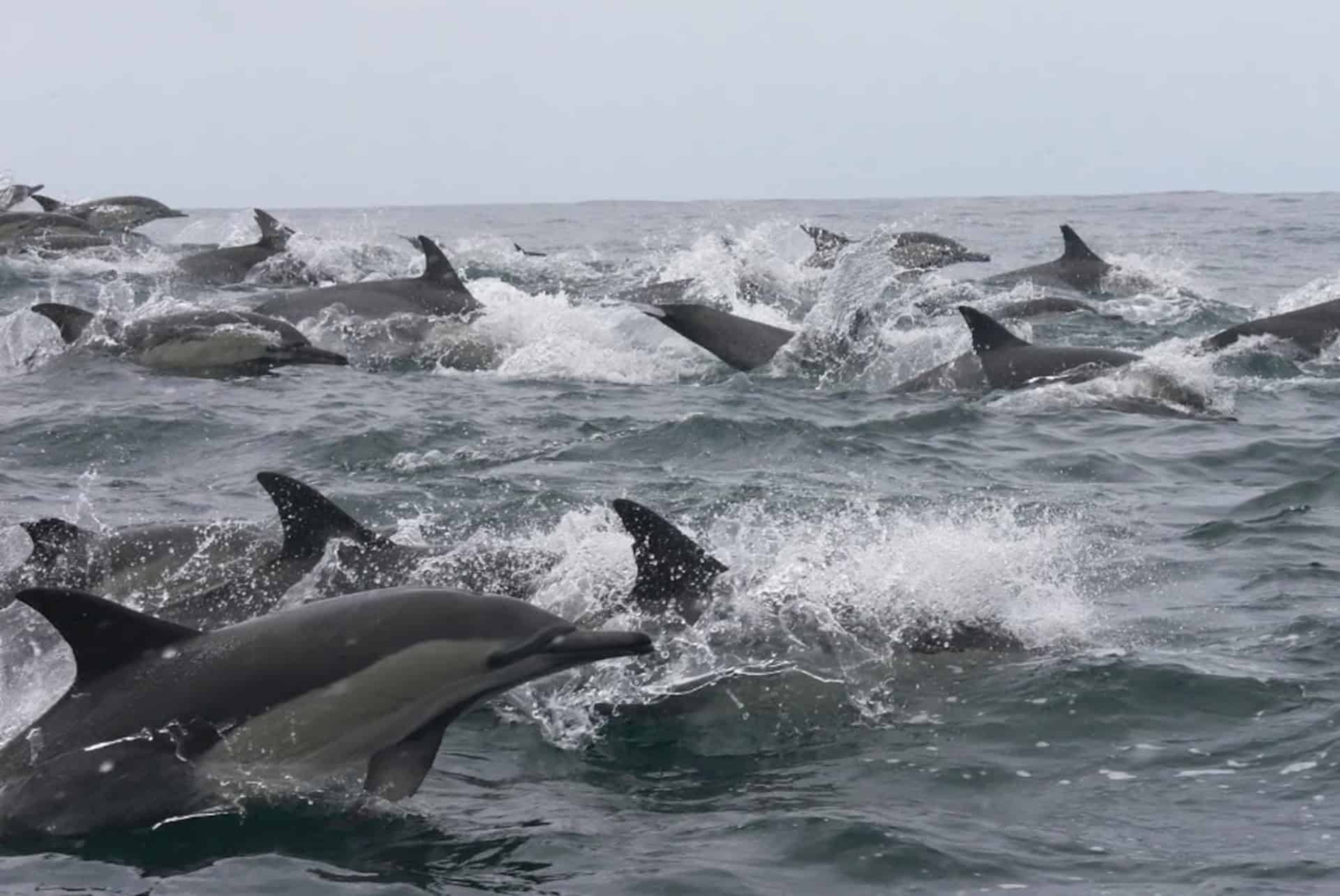 excursion hors bord plettenberg bay dauphins