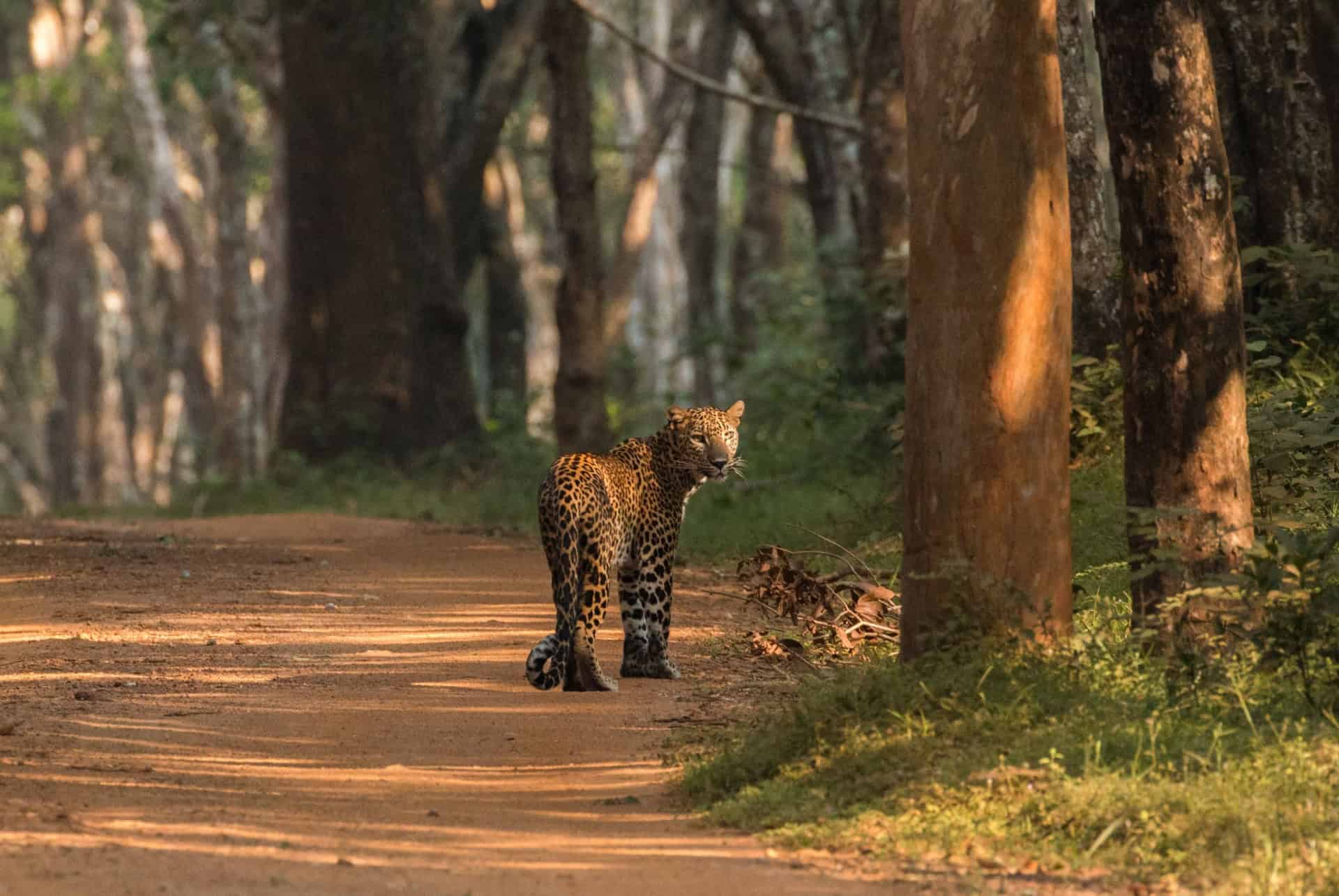leopard au sri lanka