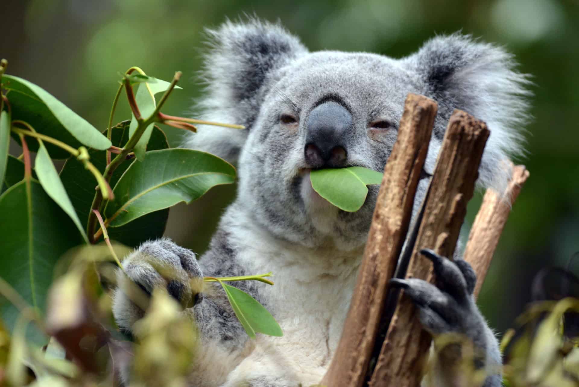 lone pine koala sanctuary