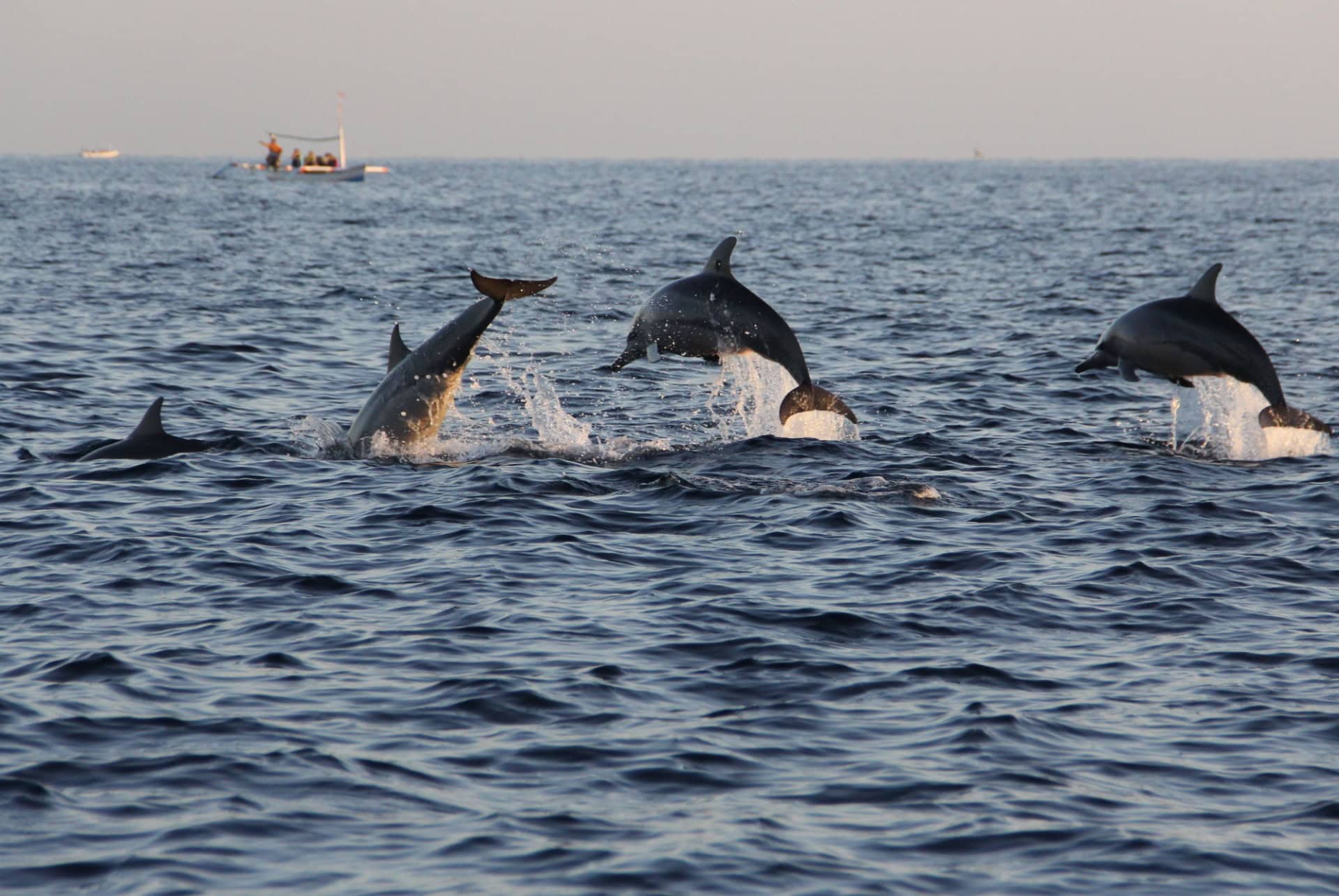 nager avec les dauphins a bali lovina beach