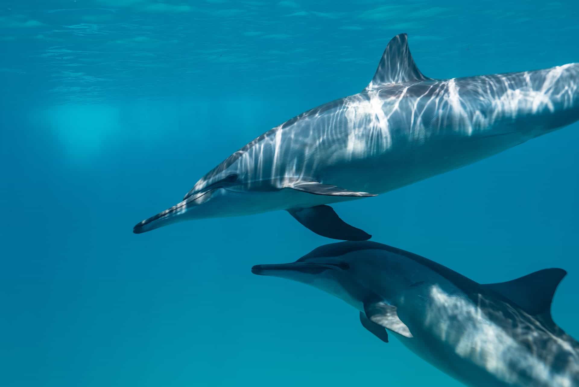 quels dauphins voir a bali