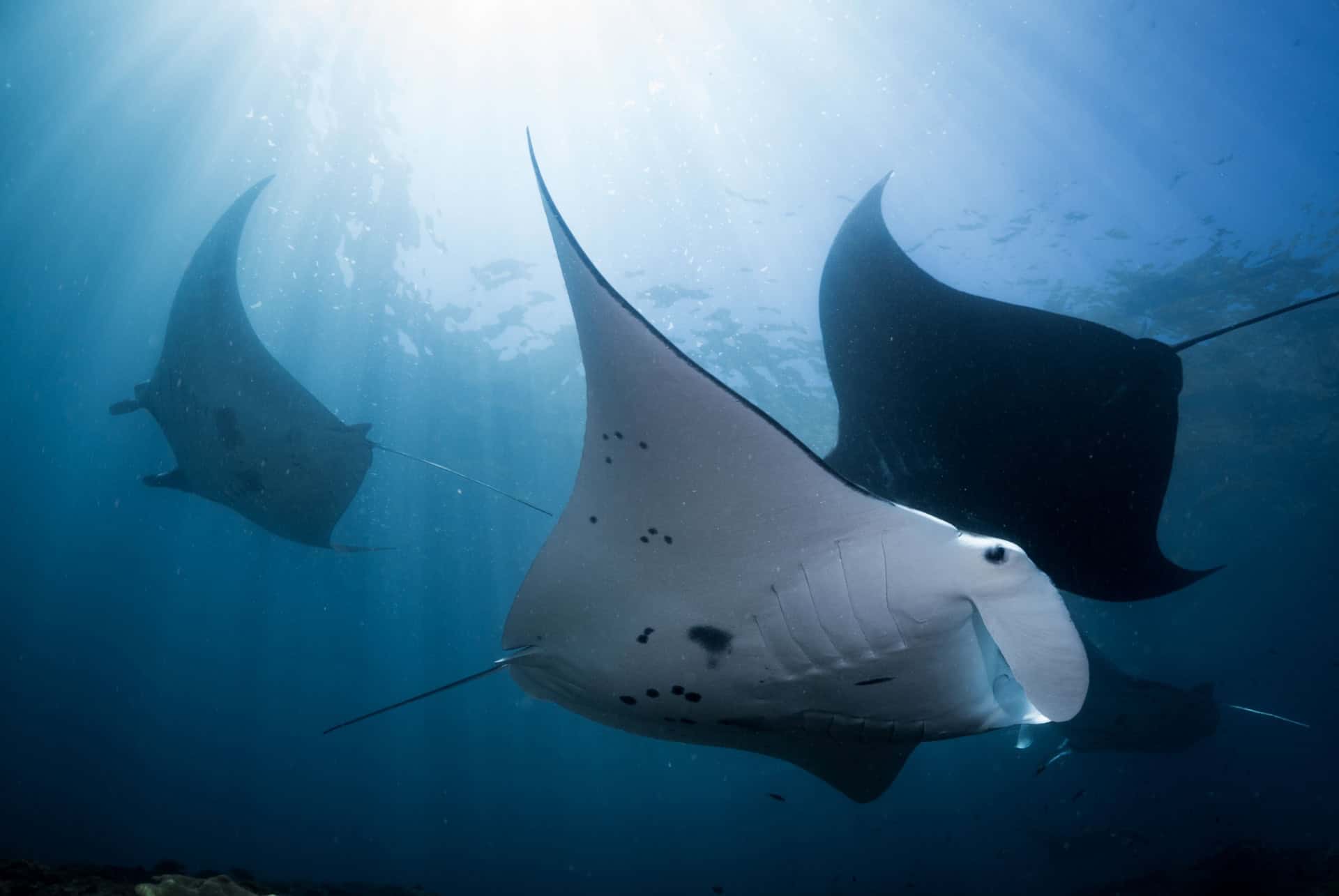 raies manta faire de la plongee a bali