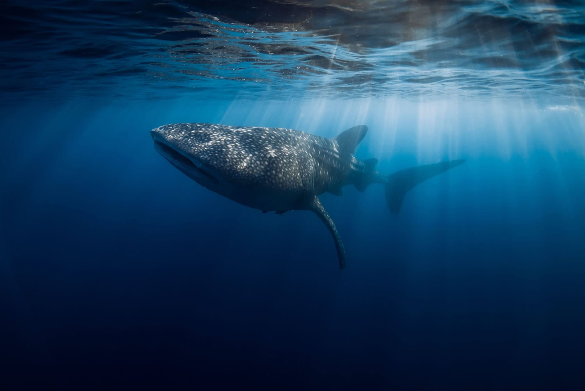 requin baleine