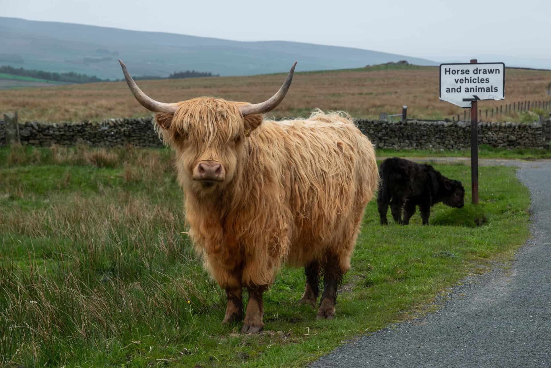 road trip en ecosse animaux en bord de route