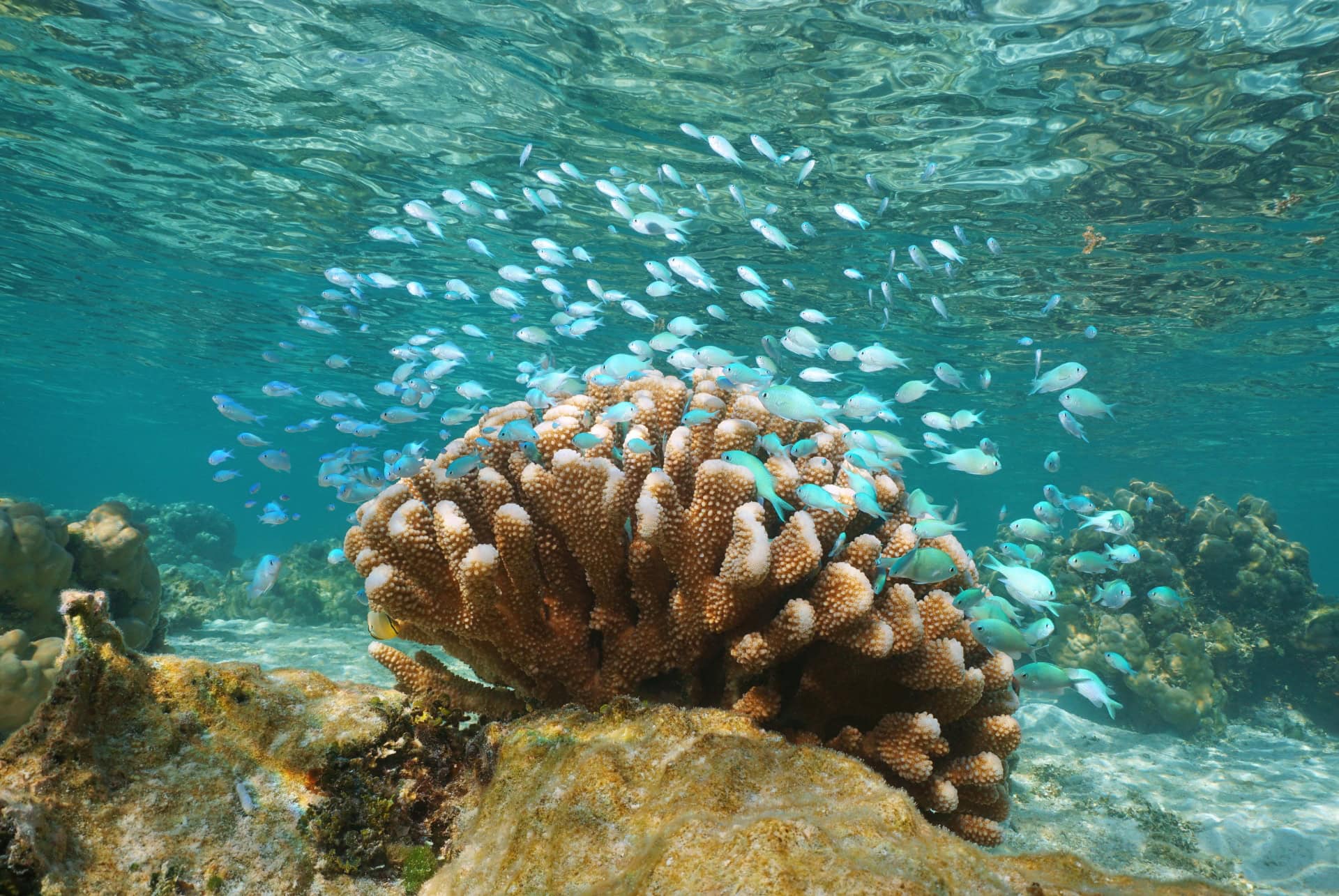 tahaa polynesie