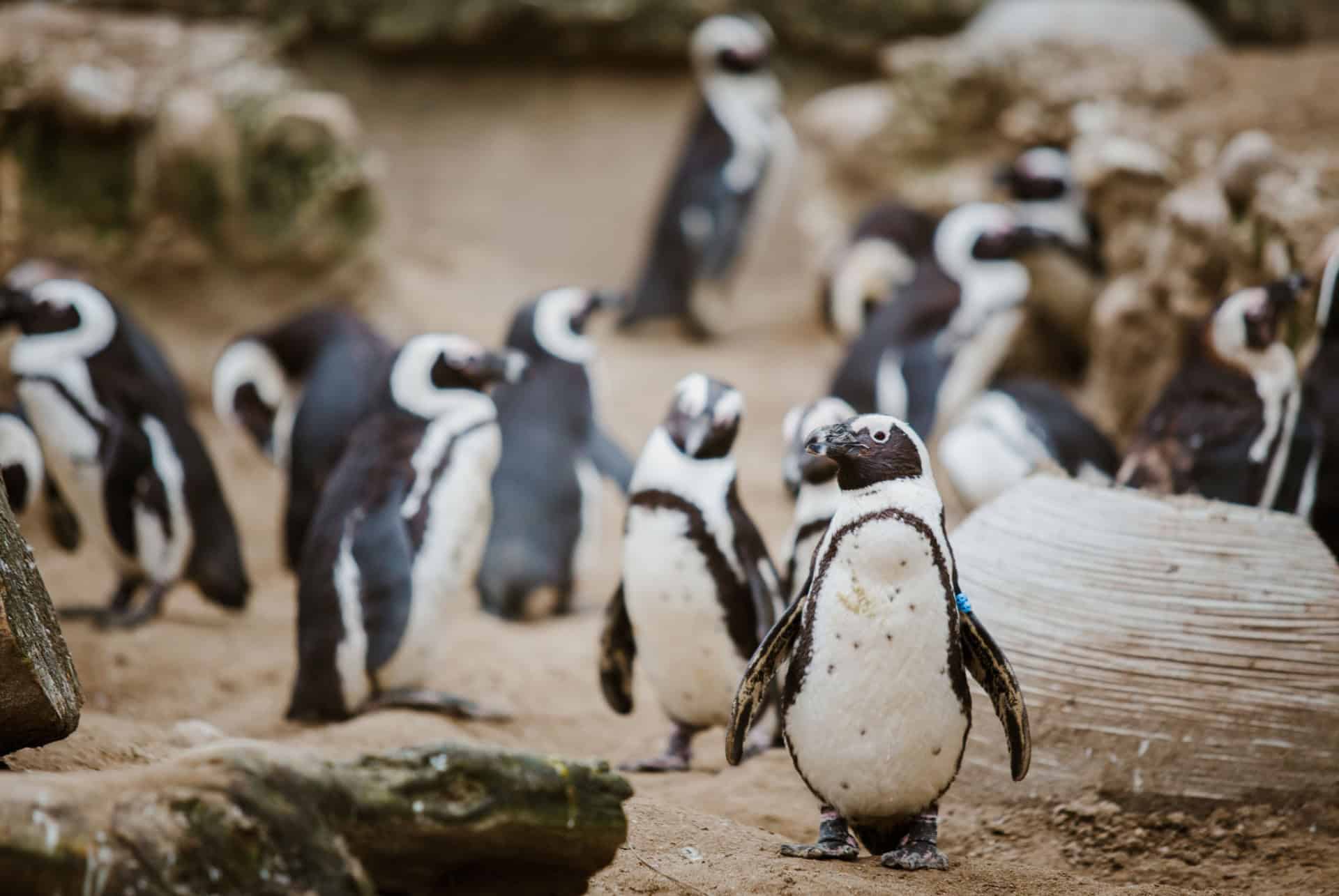 zoo de bale