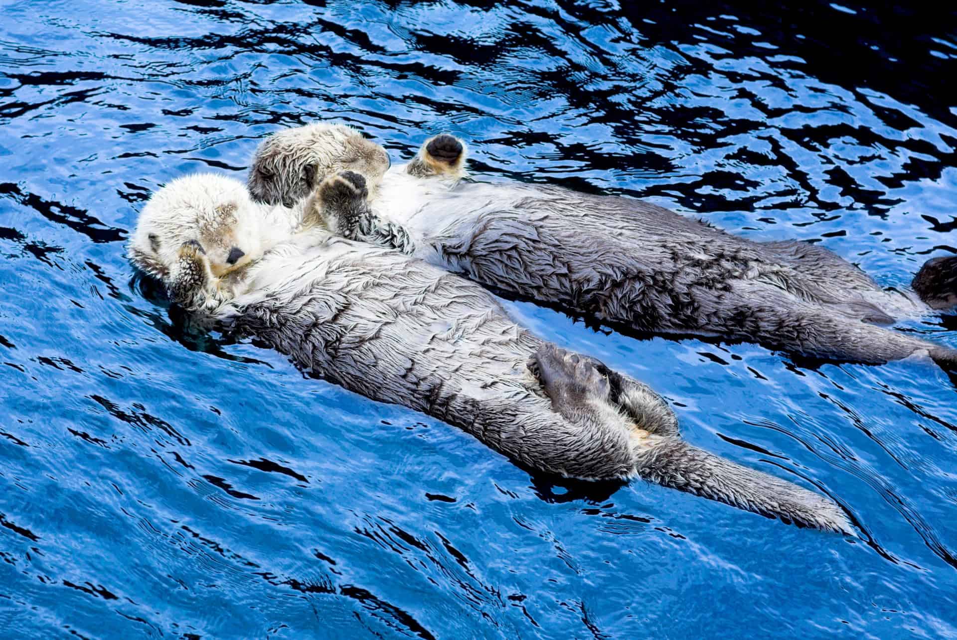 loutres aquarium de vancouver