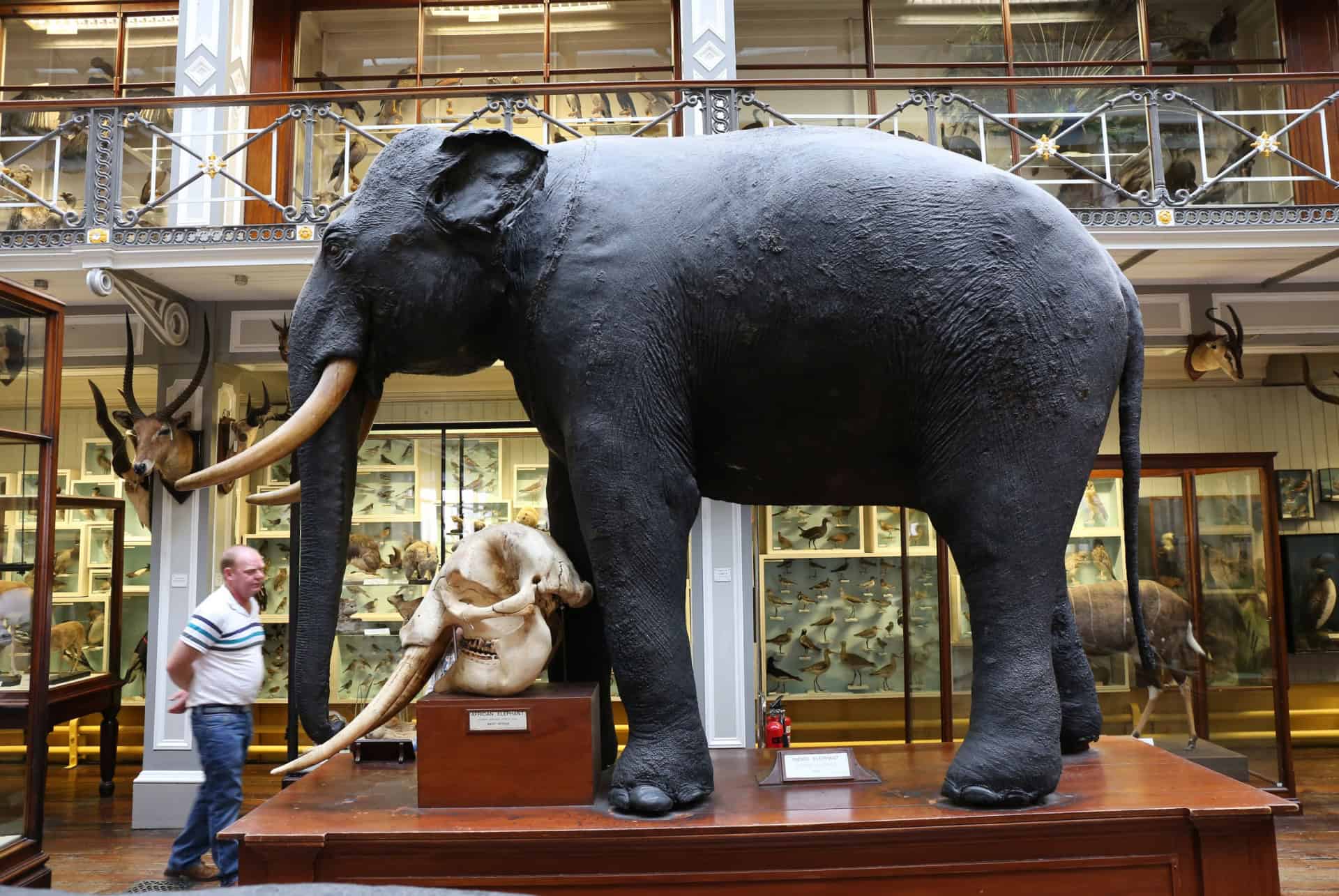 musee histoire naturelle dublin