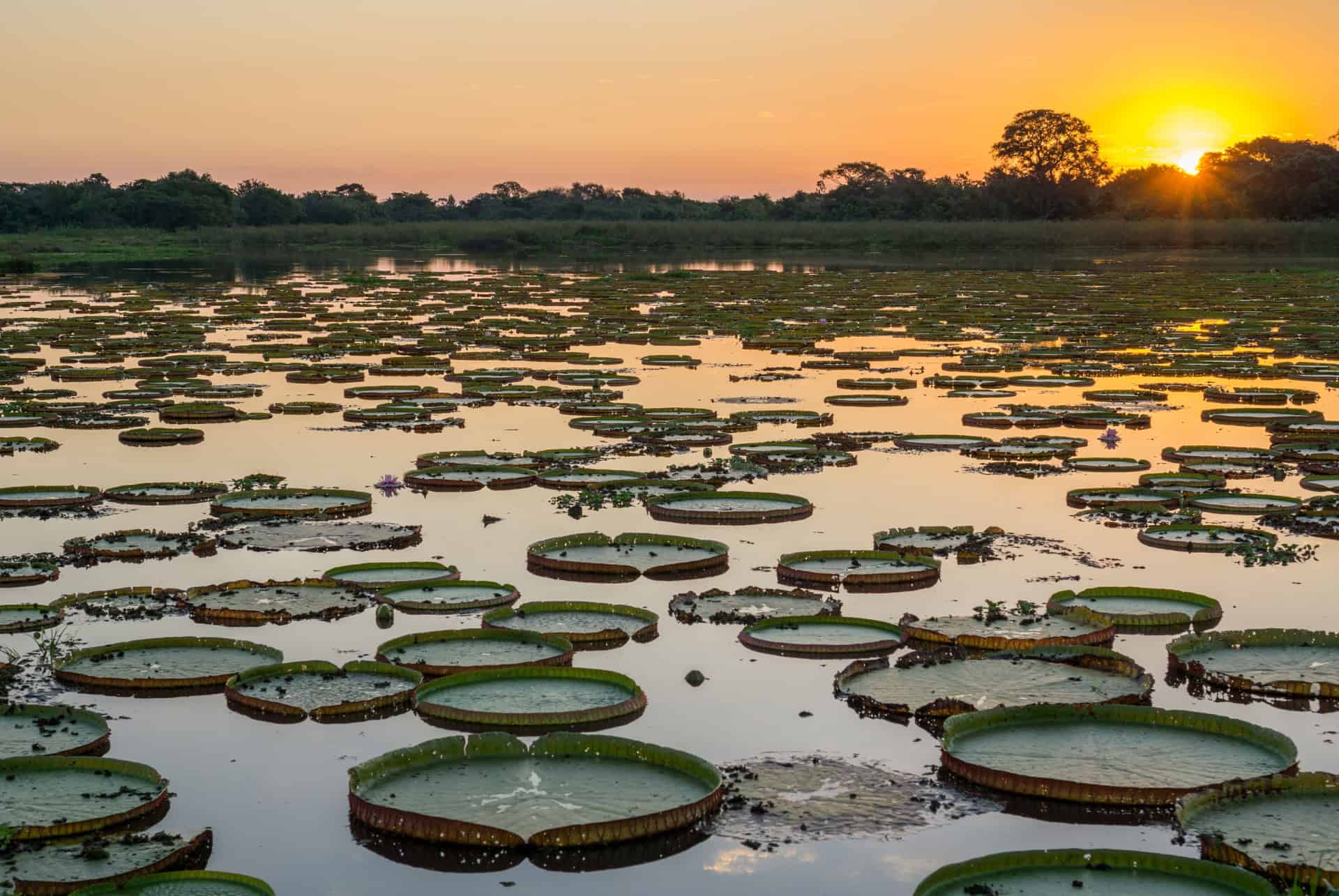 pantanal quand partir bresil