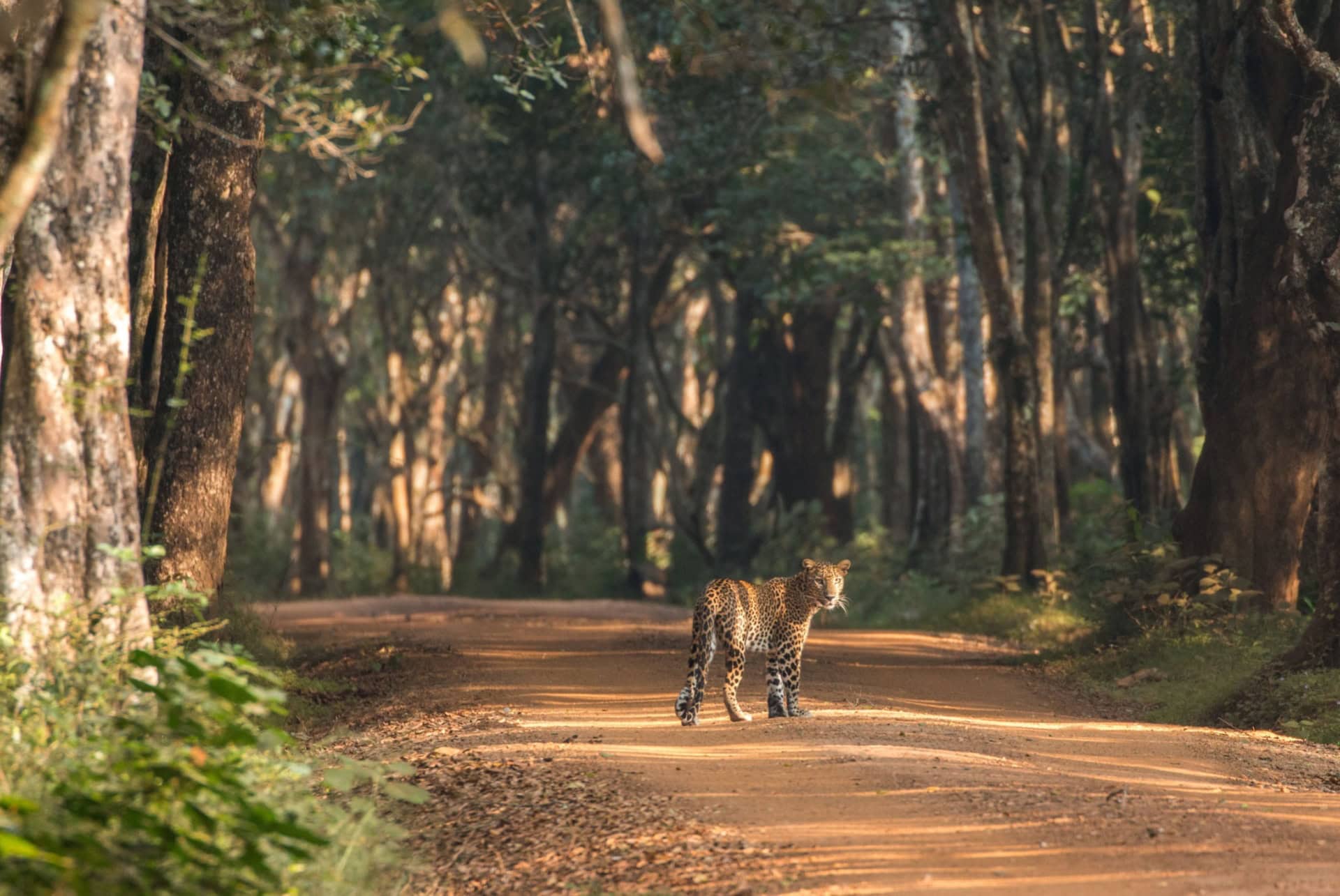 parc yala au sri lanka