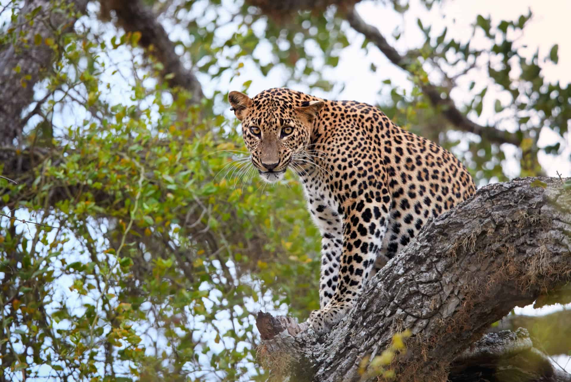 parc yala