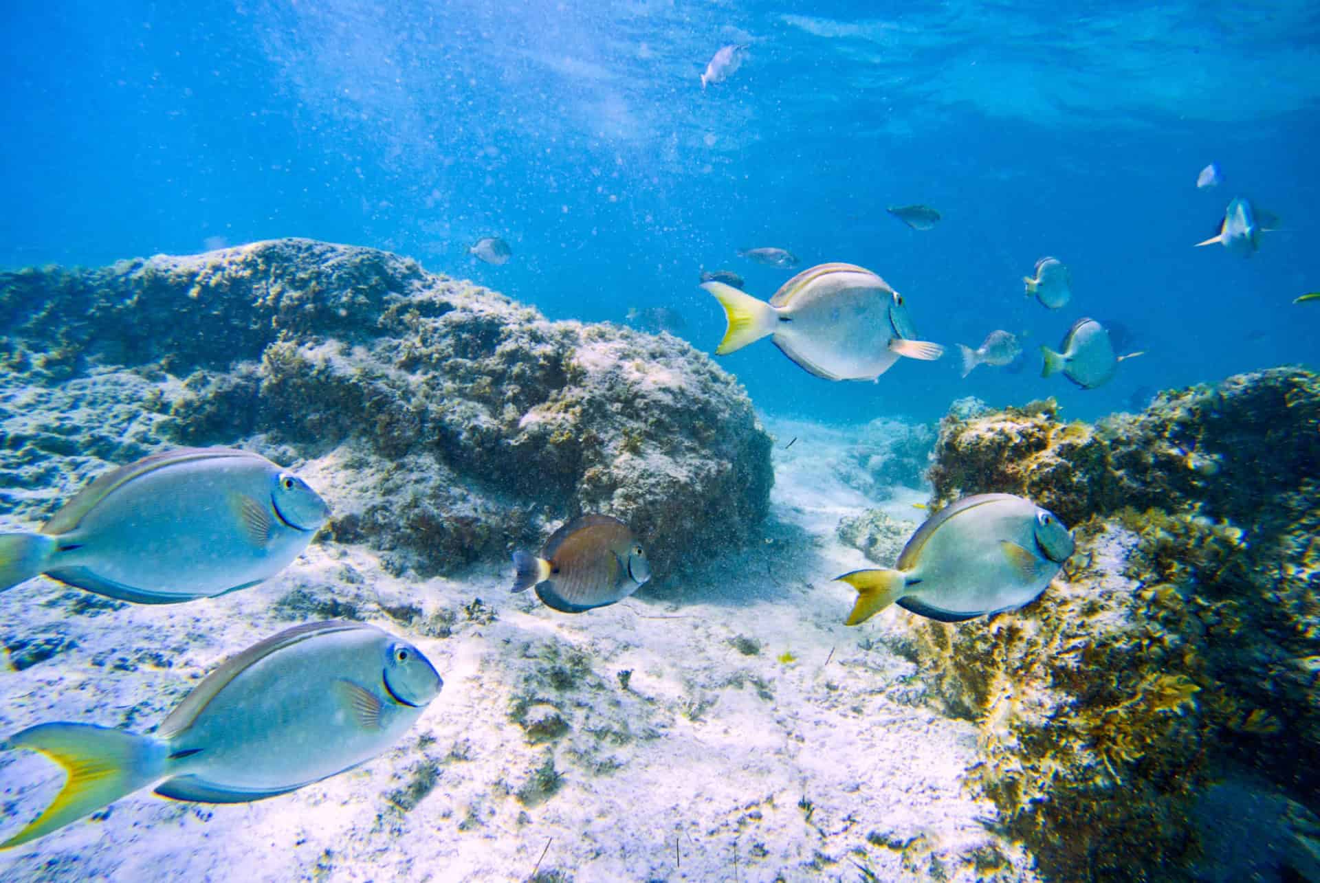 plongee a punta cana en septembre