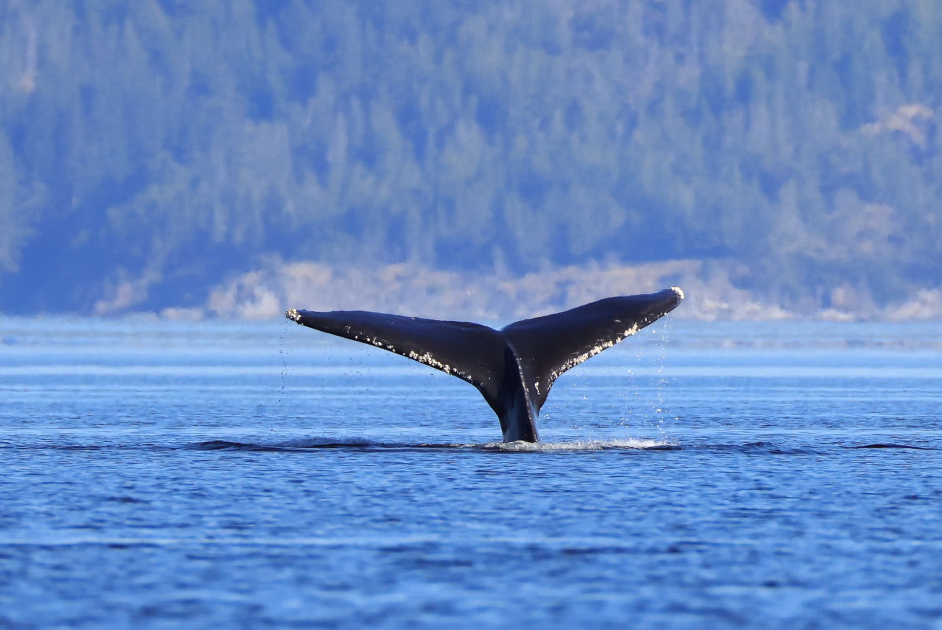 que faire a vancouver partir observer les baleines