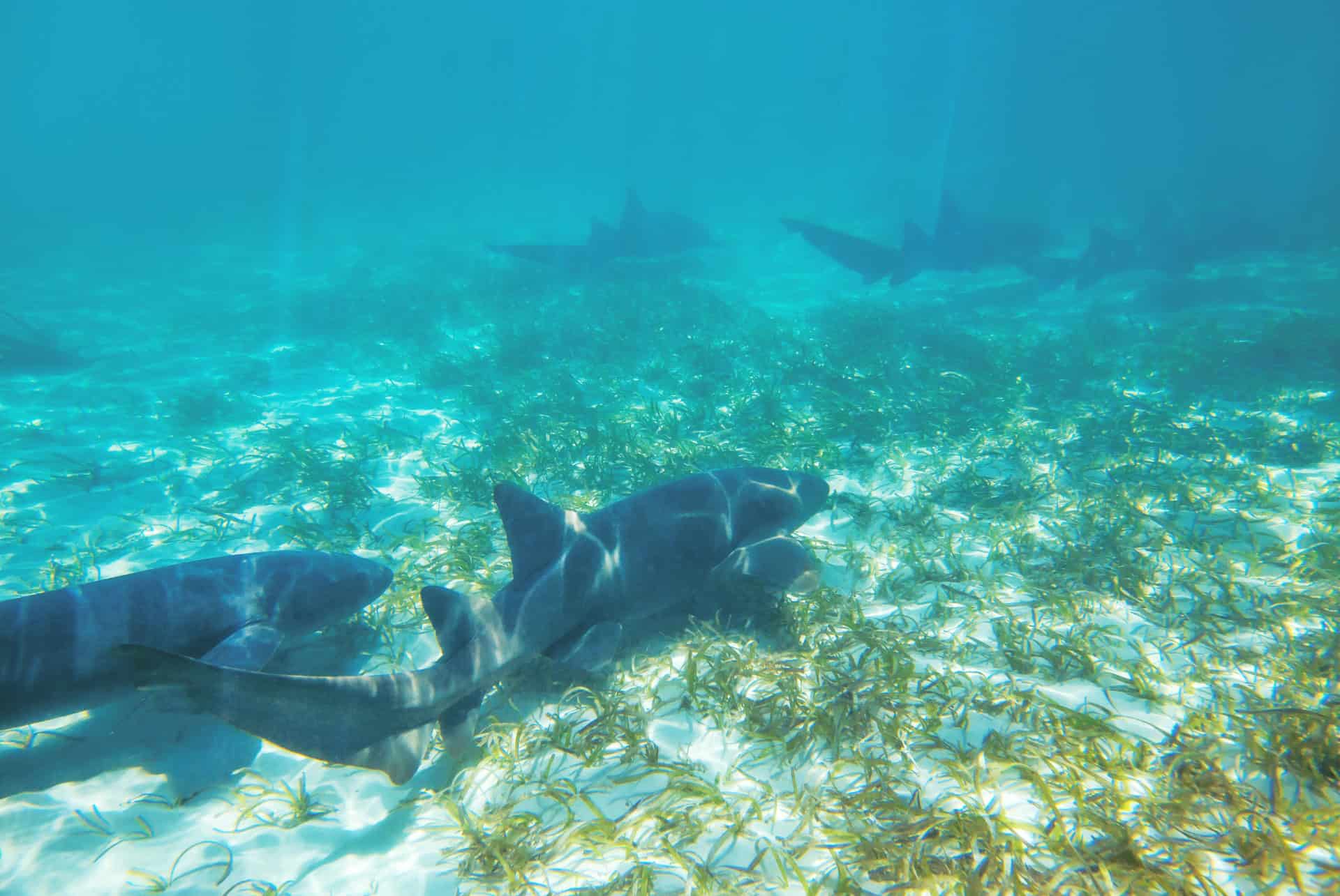 requins a punta cana